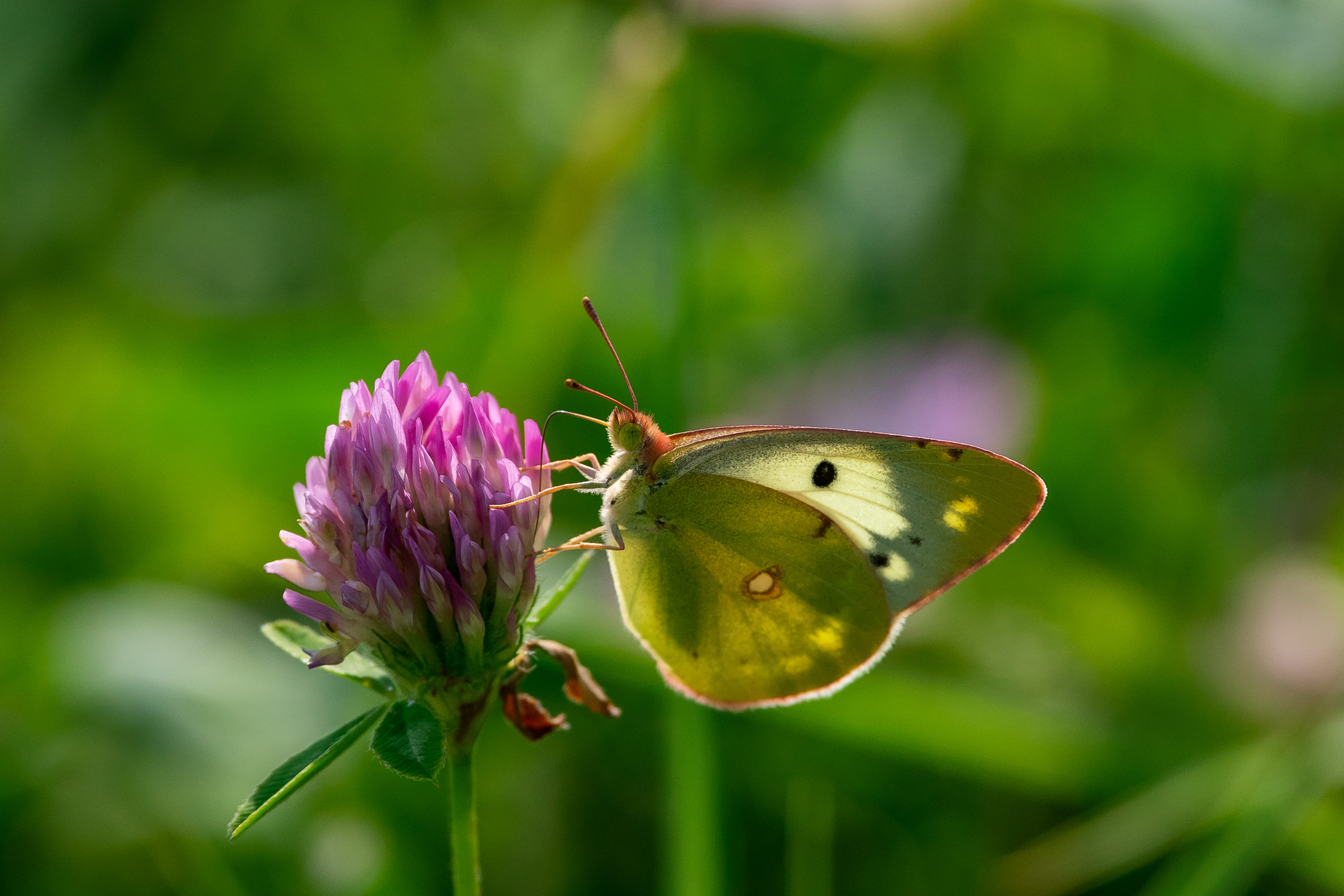 butterfly, volgograd, russia, wildlife, , Павел Сторчилов