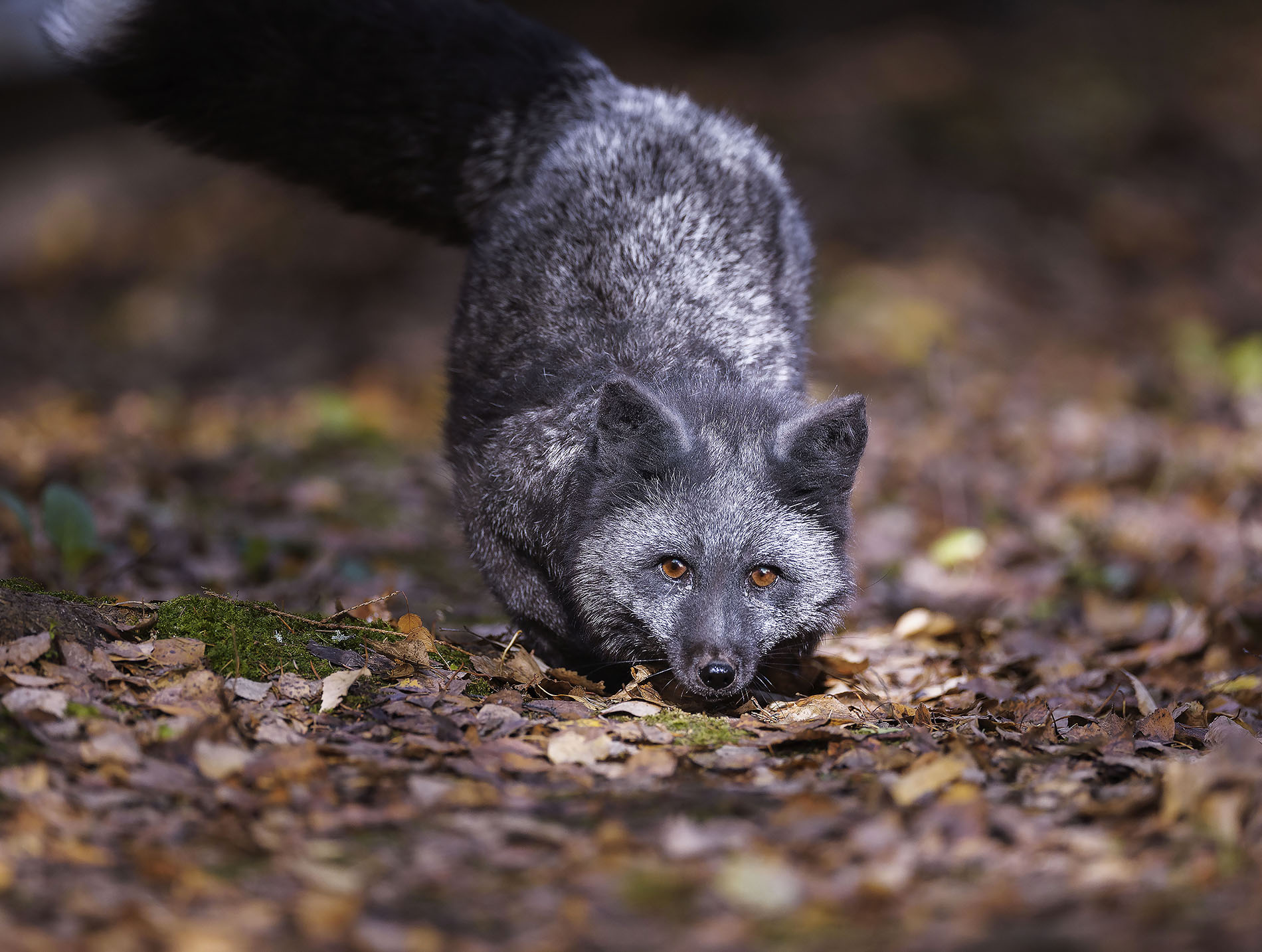 лиса, чернобурая, охотница ,красотка, fox, beautiful, autumn ,nature, Стукалова Юлия