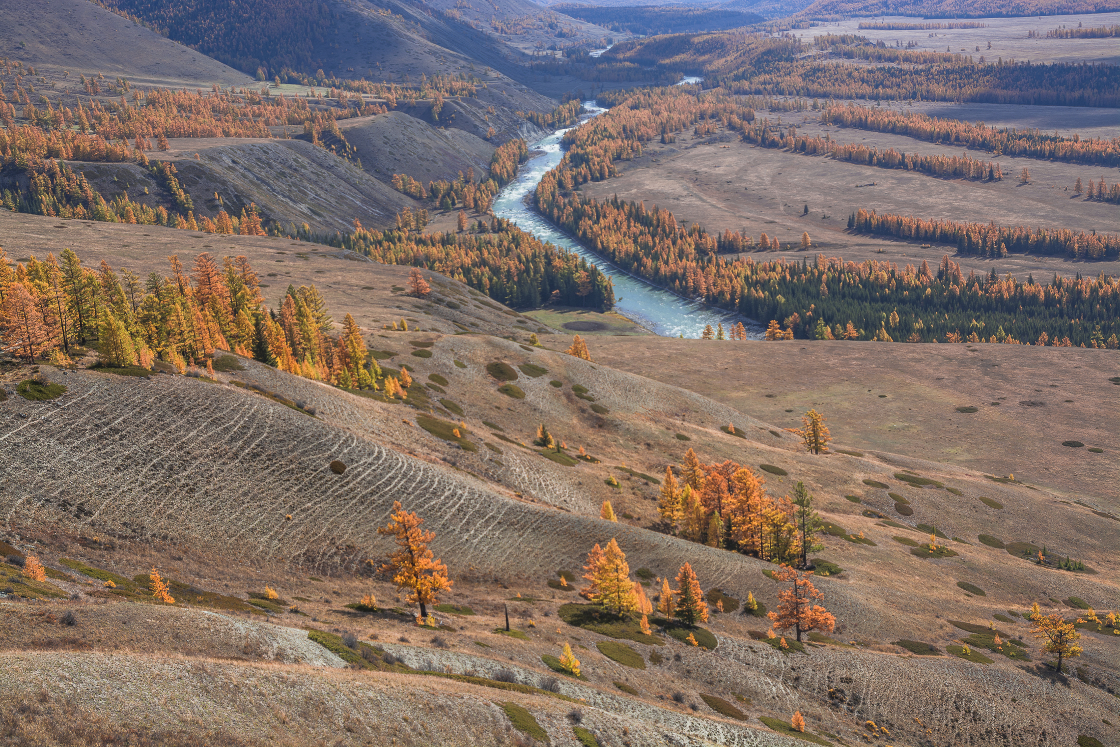 россия, горный алтай,река аргут,осень, Андрей Поляков