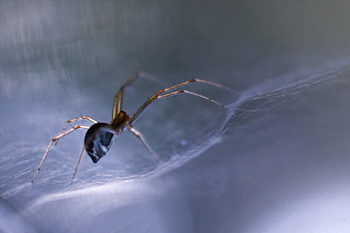 макро, паук, macro, spider, Хилько Марина