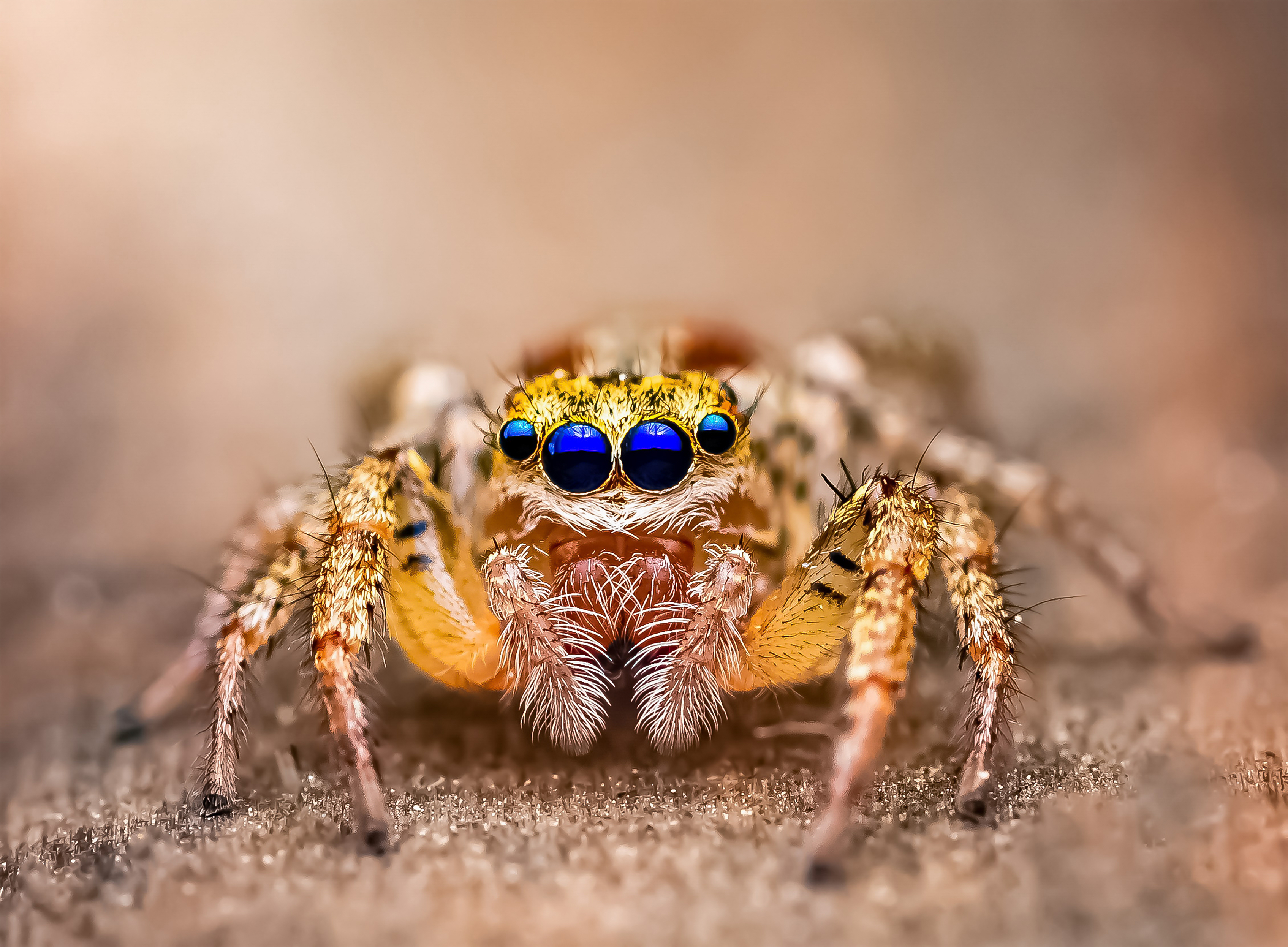 spider, animal, wild, insect, arachnid, leaf, macro,, Atul Saluja