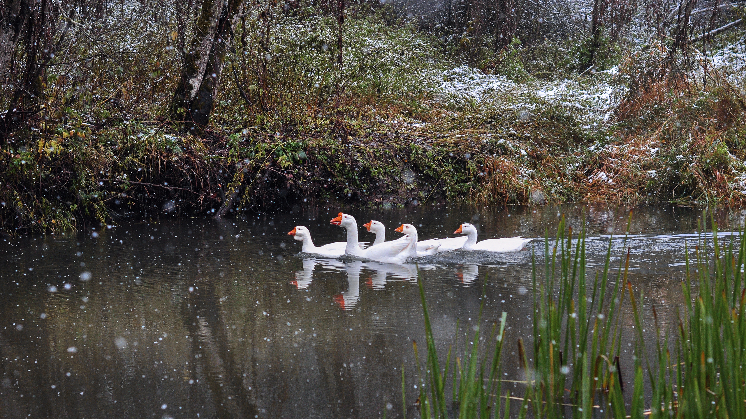 птицы, birds, landscape, snow, autumn, гуси,  Kerry Moore