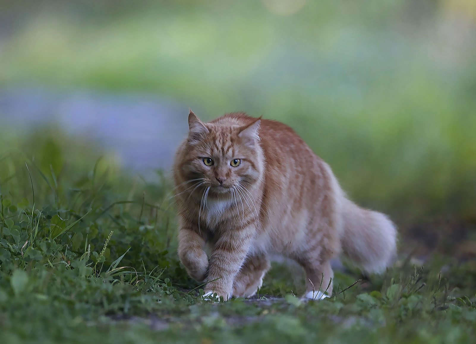 кот, красавец,природа,cat, beautiful, nature, Стукалова Юлия