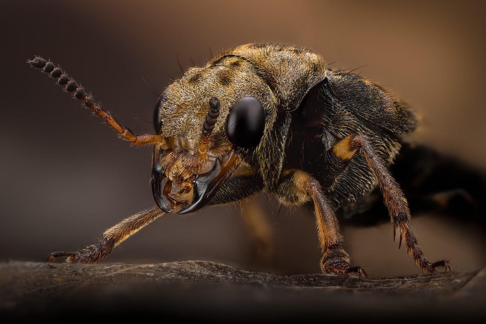 coleoptera, staphylinidae, ontholestes tessellatus, Kavaliauskas Eugenijus