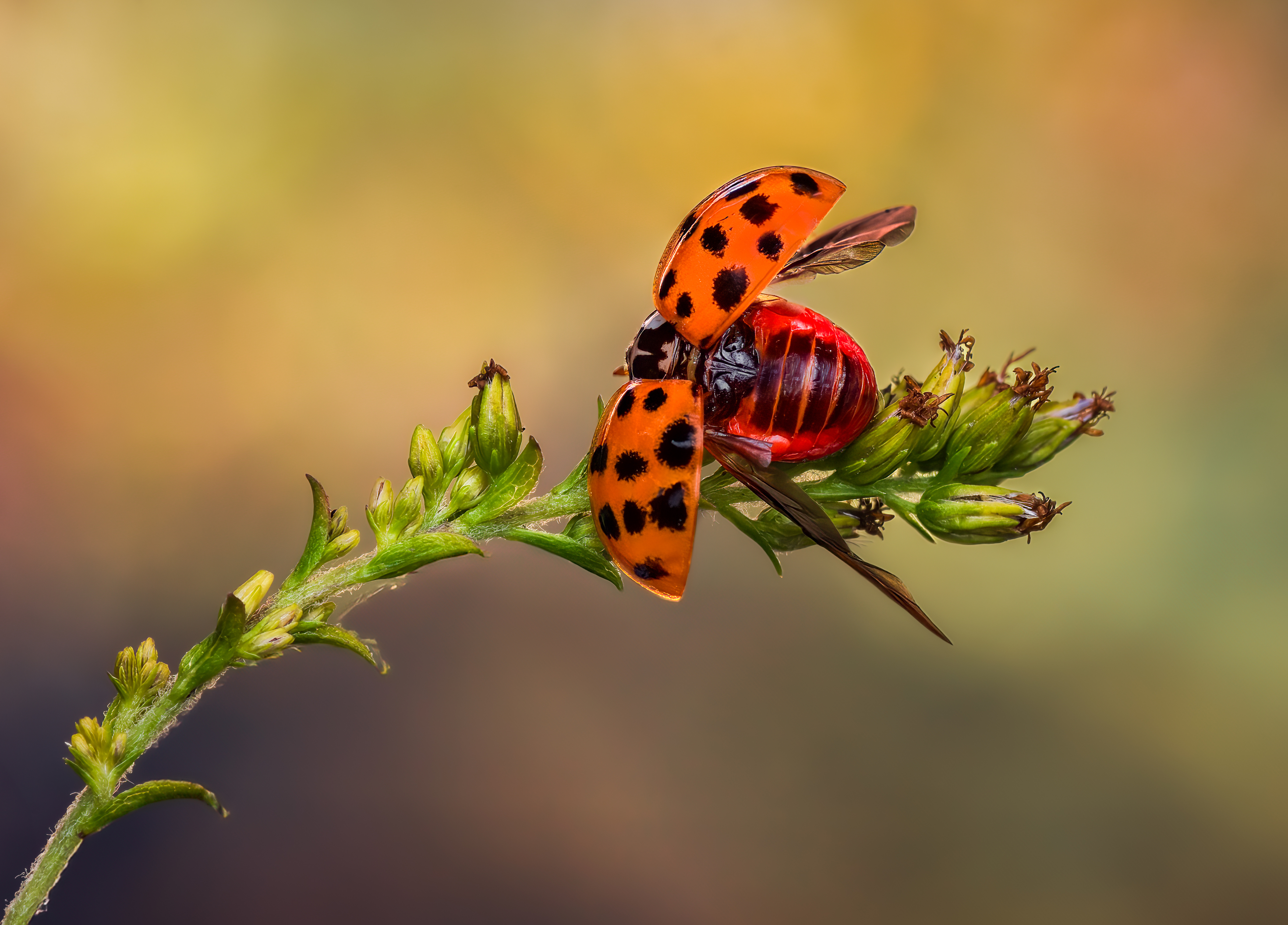 ladybug, beetle, insect, flower, macro, bugs, ladybird,, Atul Saluja