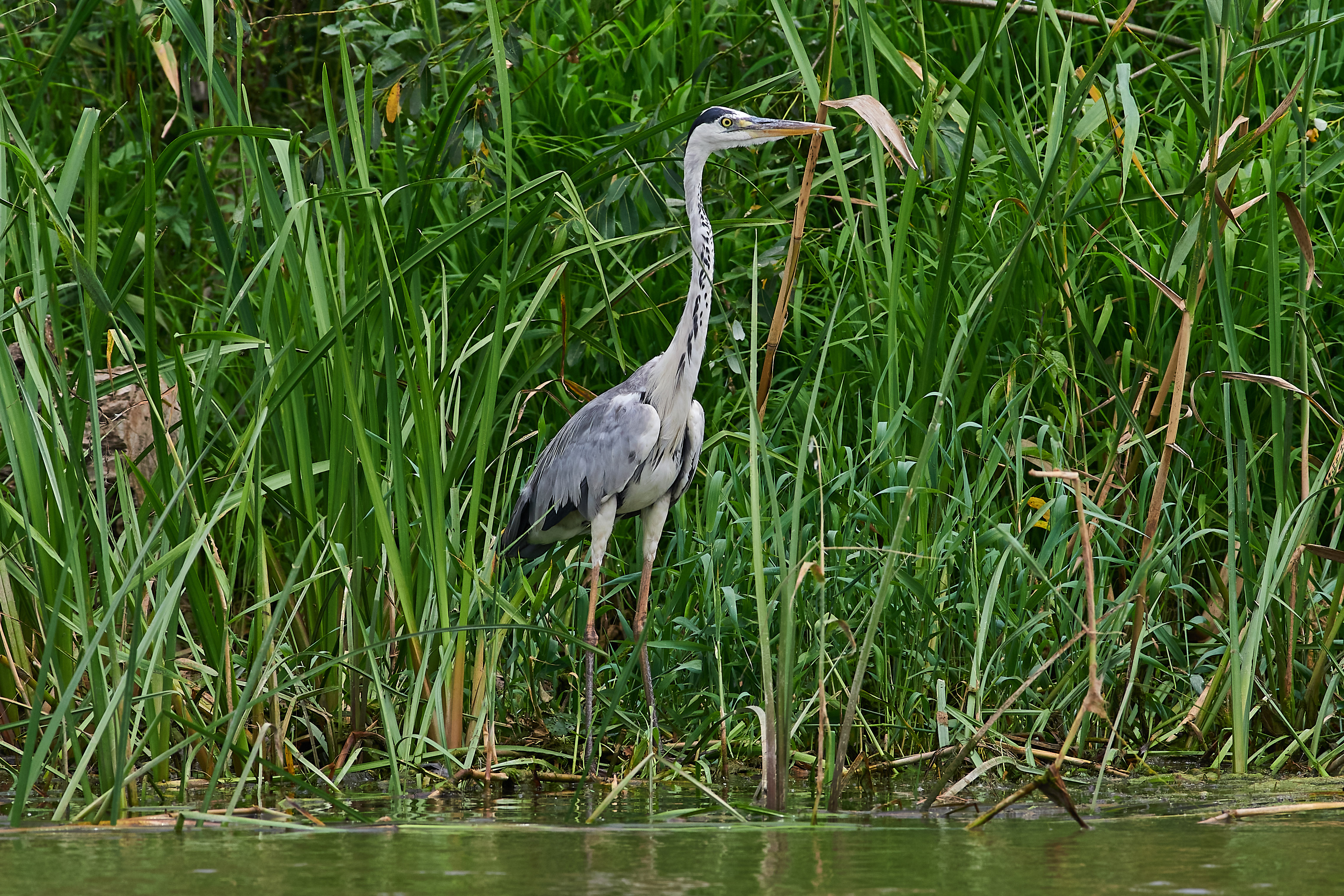 bird, birds, volgograd, russia, wildlife, , Павел Сторчилов