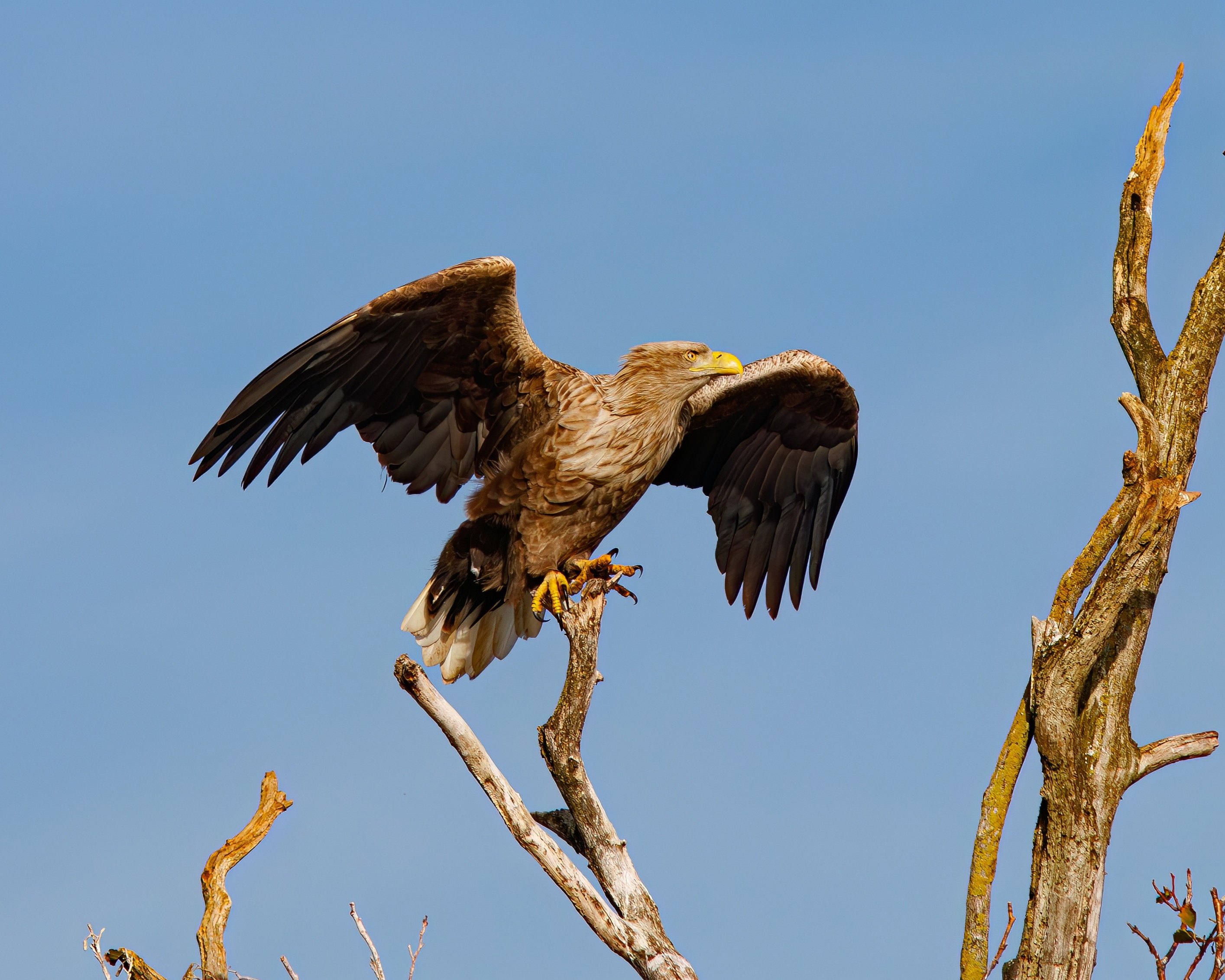 орлан-белохвост, haliaeetus albicilla, white-tailed eagle, куршская коса, куршский залив, Бондаренко Георгий