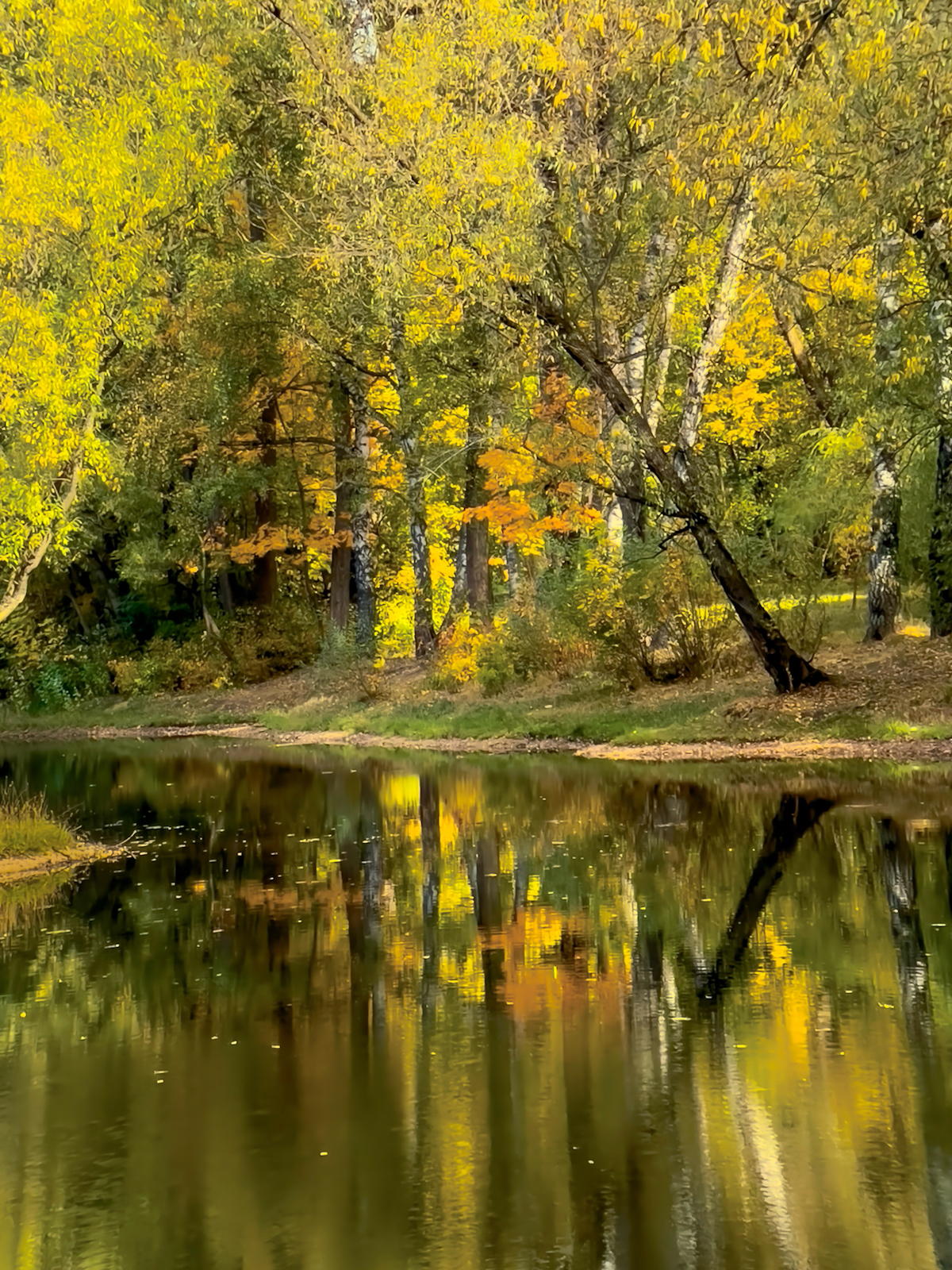 пейзаж, landscape, nature, природа, осень, autumn, золотаяосень, goldatum, лес, forest, Julia Kaissa