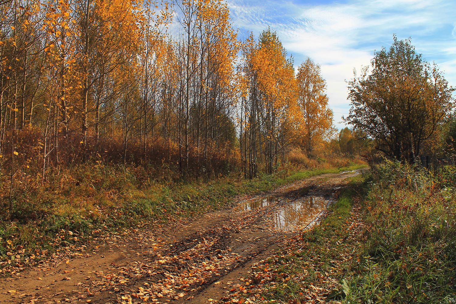 осень, октябрь, сибирь, россия, Курочкина Диана