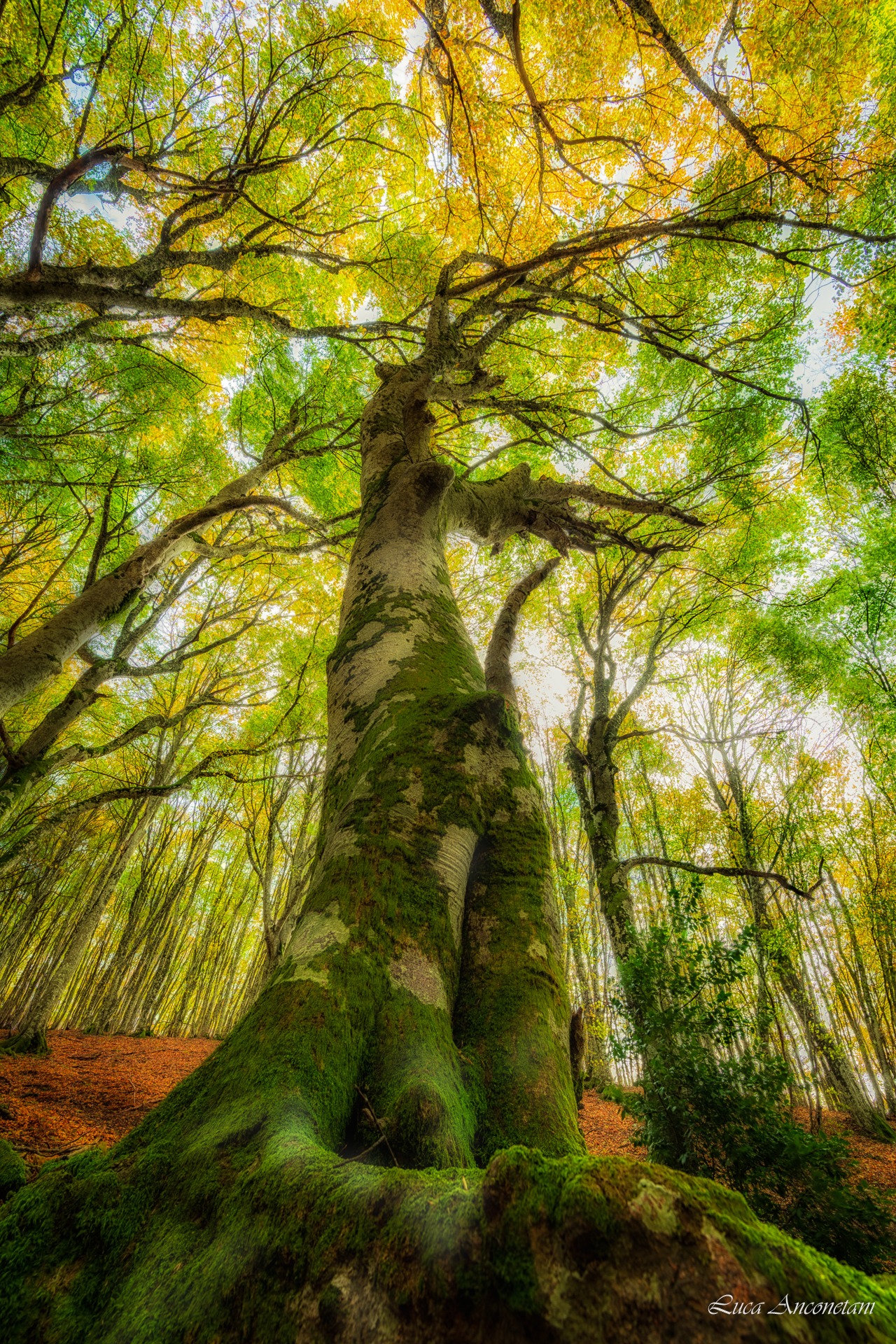 autumn forest nature landscape italy tree colors  marche region, Anconetani Luca