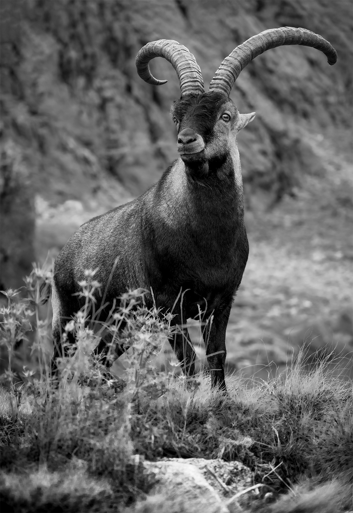 photo, photography, picture, land, landscape, nature, spring, river, color, mood , colorful, green, river, blackandwhite,animal, flowing, forest, mountains, jimenez millan samuel