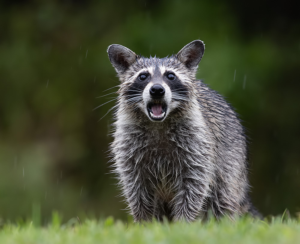 енот обыкновенный, енот-полоскун, raccoon, енот, дикие животные, животные, animals, Etkind Elizabeth