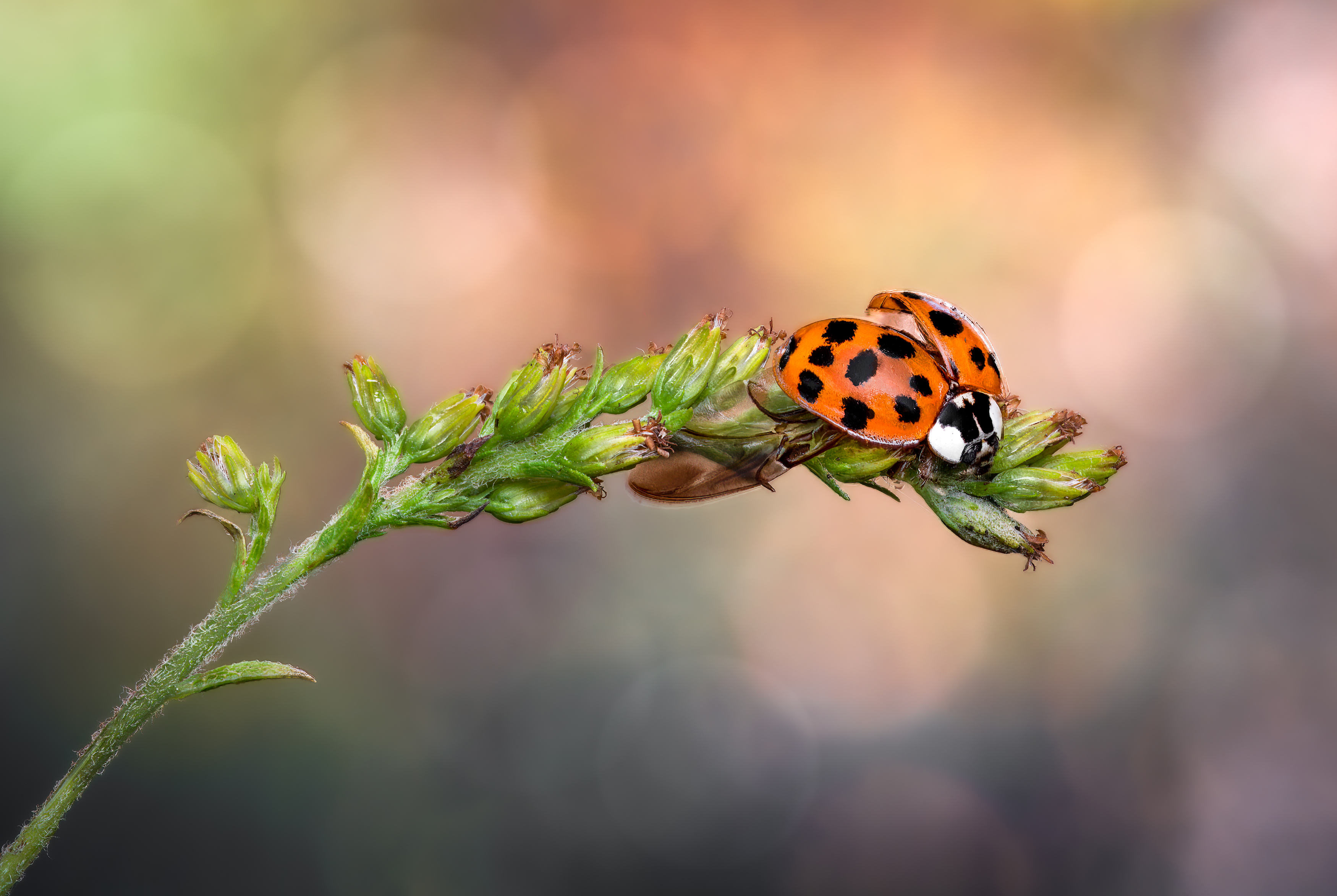 ladybug, beetle, insect, flower, macro, bugs, ladybird,, Atul Saluja