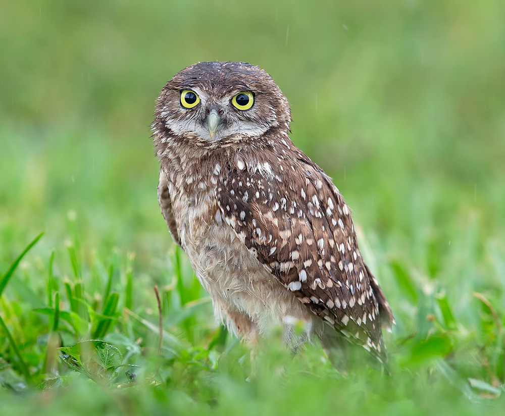 owl, burrowing owl,сыч, флорида,florida, хищные птицы, Etkind Elizabeth