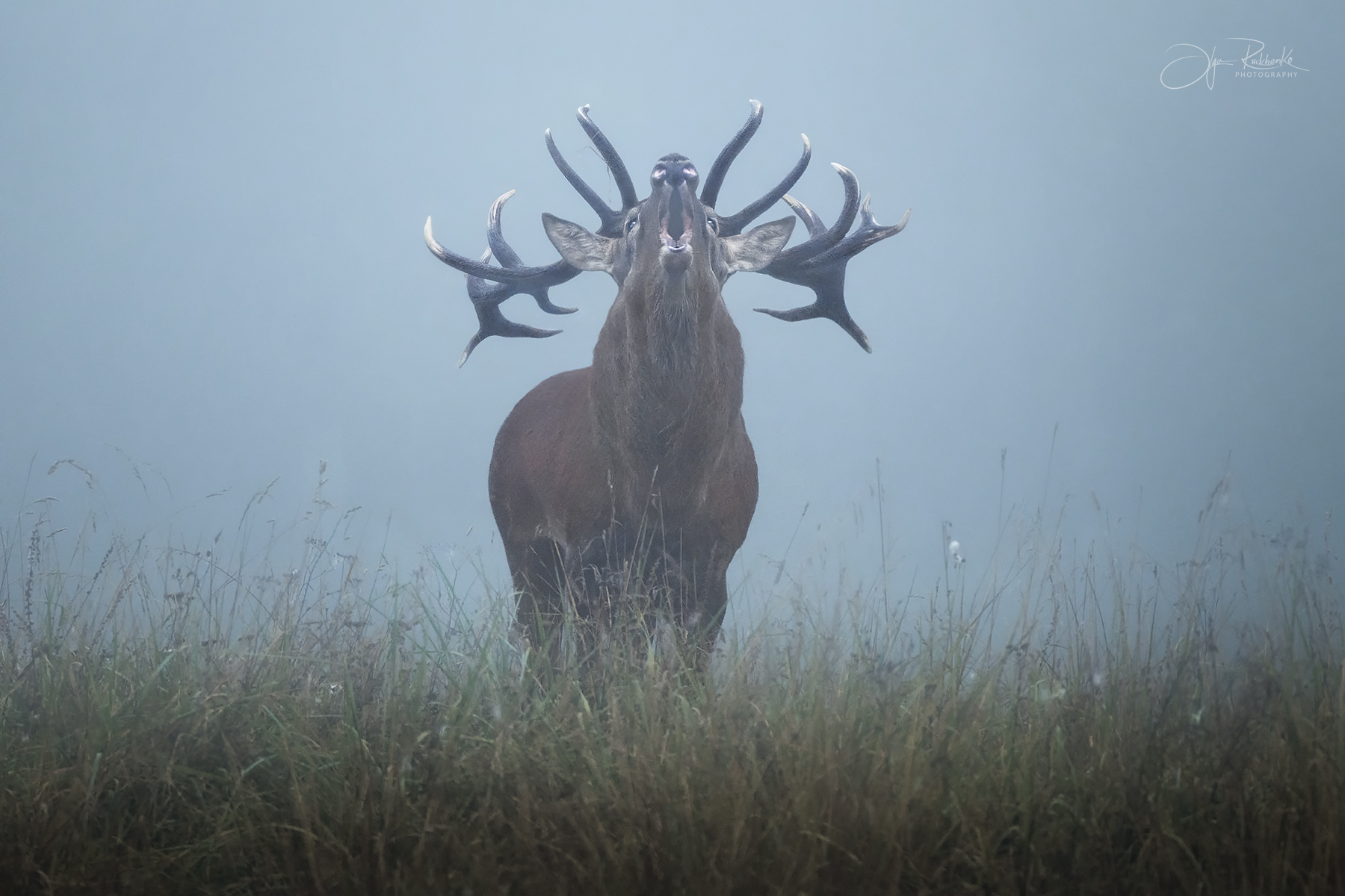 беларусь, красный бор, олень, осенний гон, deer, фотоохота, гон оленя, ревущий олень, Рудченко Ольга