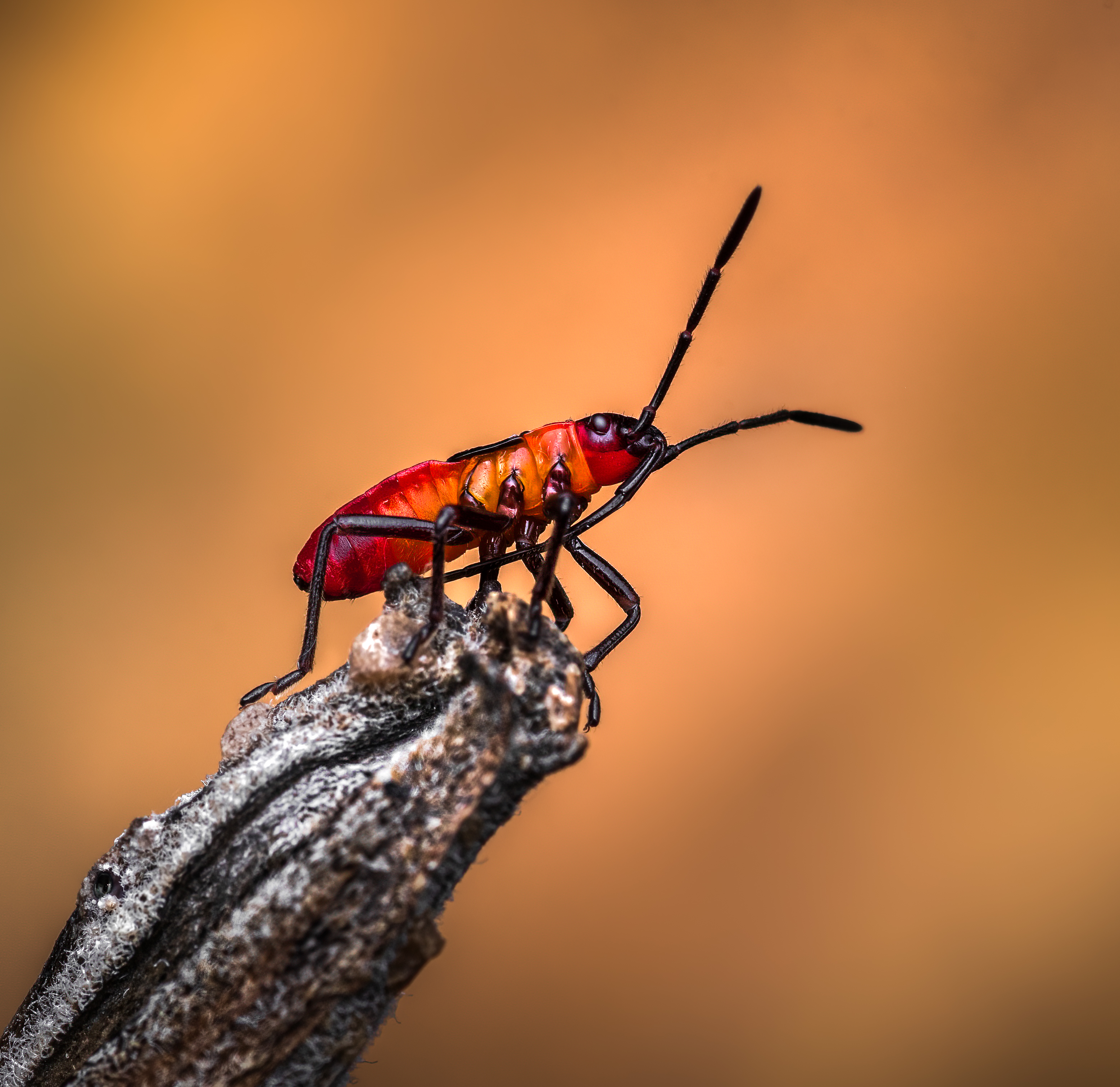 beetle, insect, fall, autumn, stink bug, macro, leaves, season, seasons, camouflage, camouflaged,, Atul Saluja