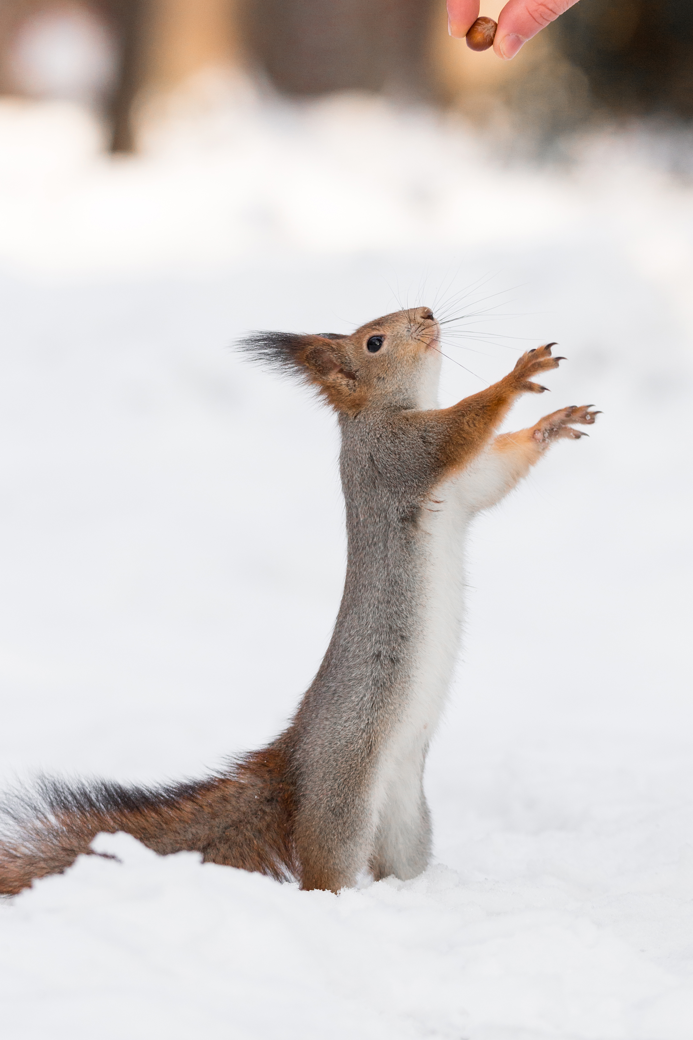 wild, animal, squirrel, tree, wildlife, forest, brown, tail, nature, green, Корнеев Алексей