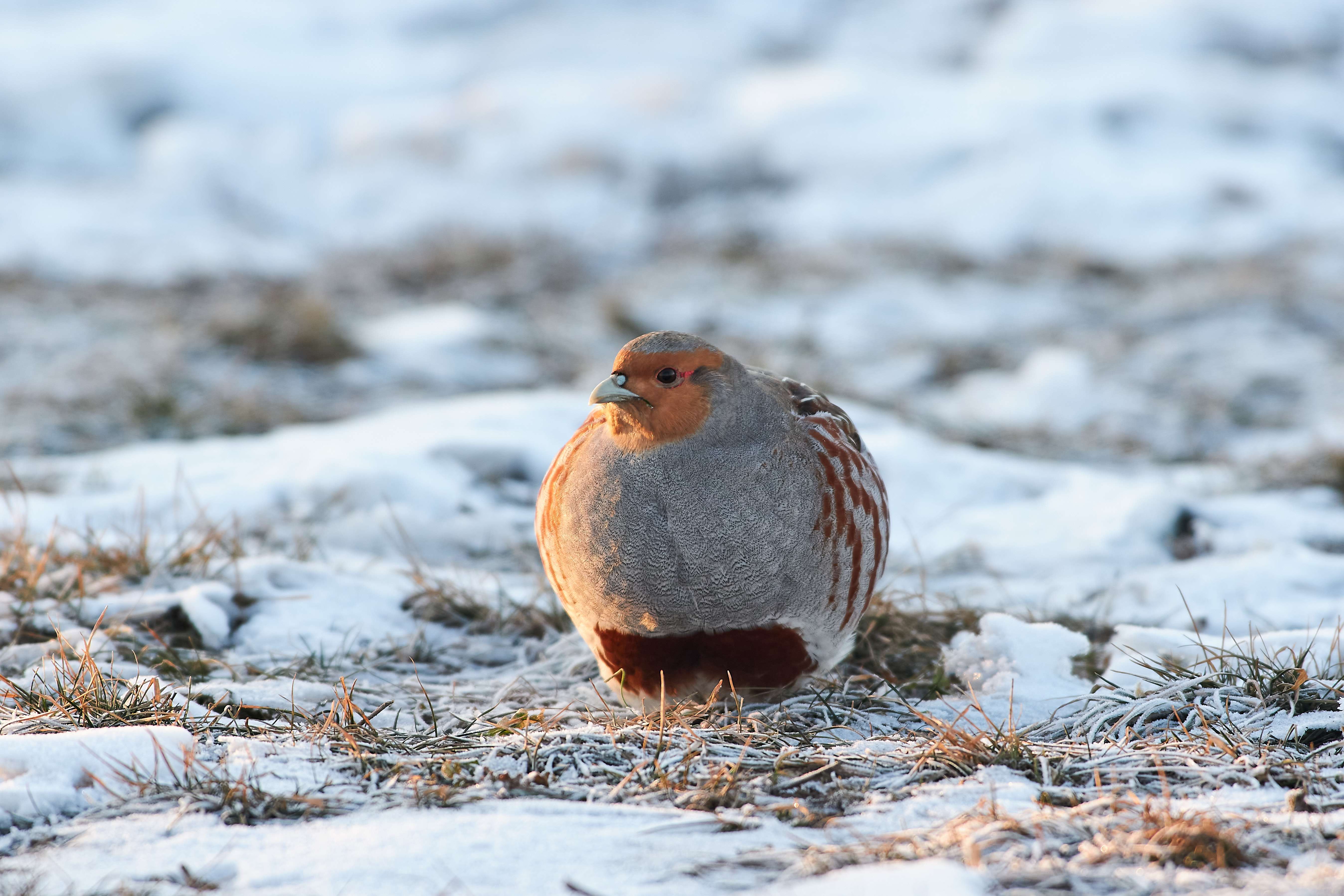 bird, birds, volgograd, russia, wildlife, , Павел Сторчилов