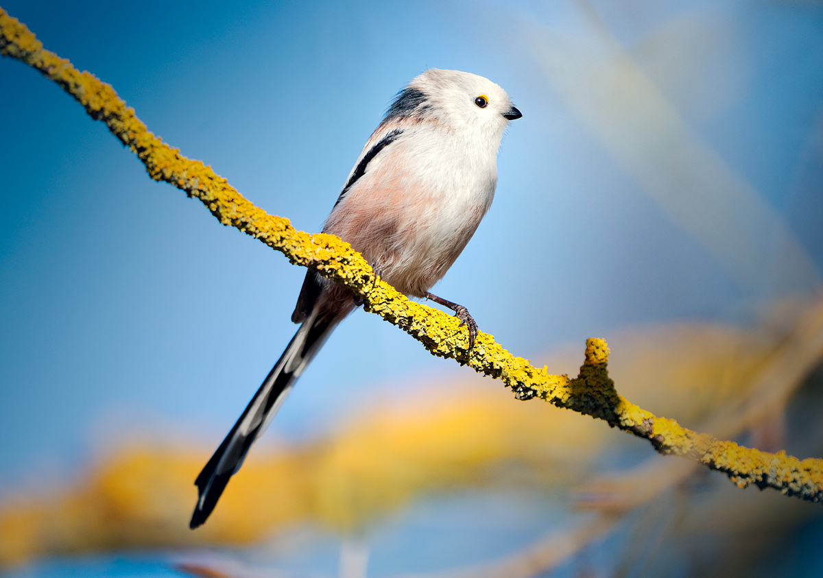 bird,birdwatch,animals,wildlife,longtailedtit, aegithaloscaudatus, lichen,nature, Wojciech Grzanka