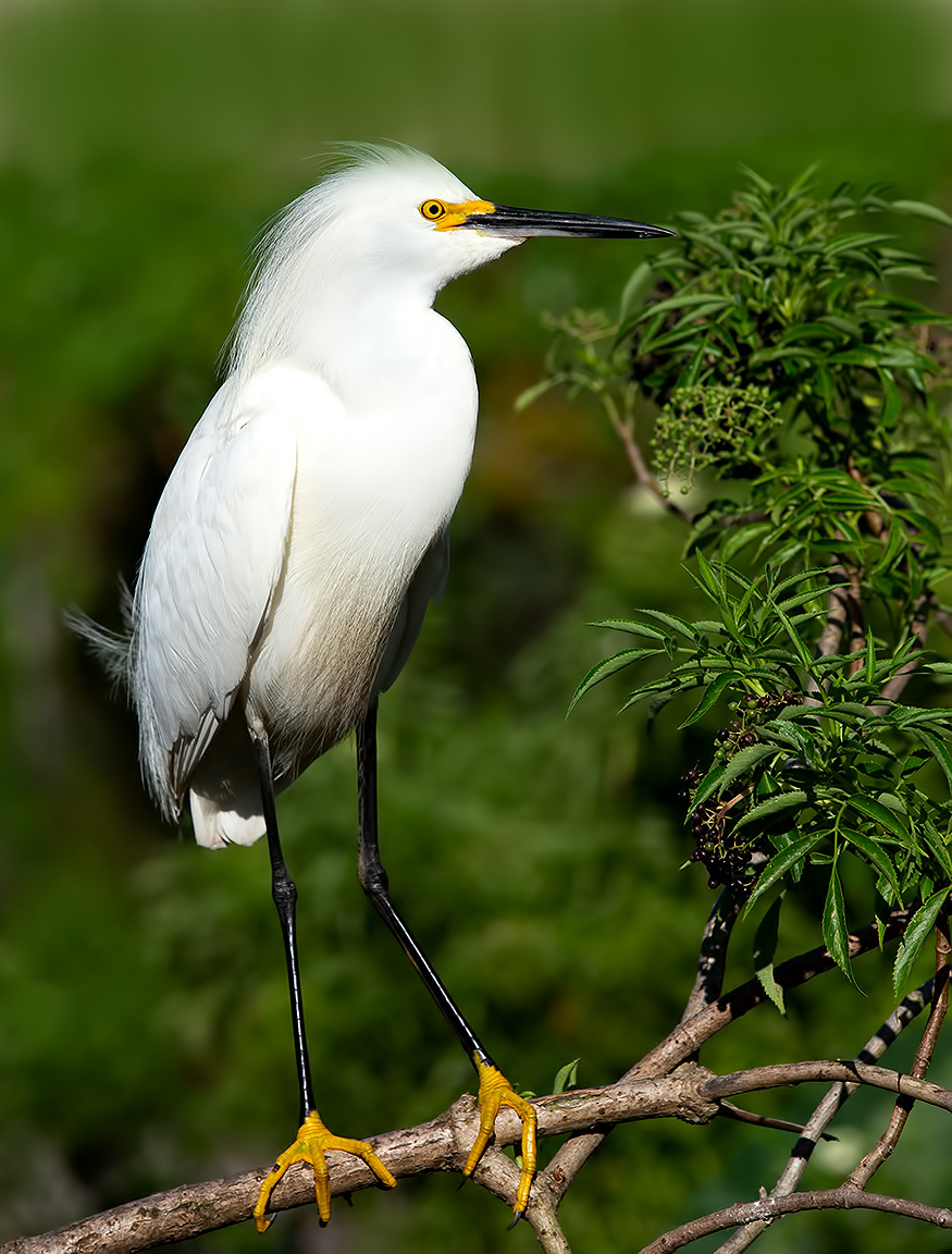 американская белая цапля, snowy egret, heron, florida, цапля, флорида, Etkind Elizabeth