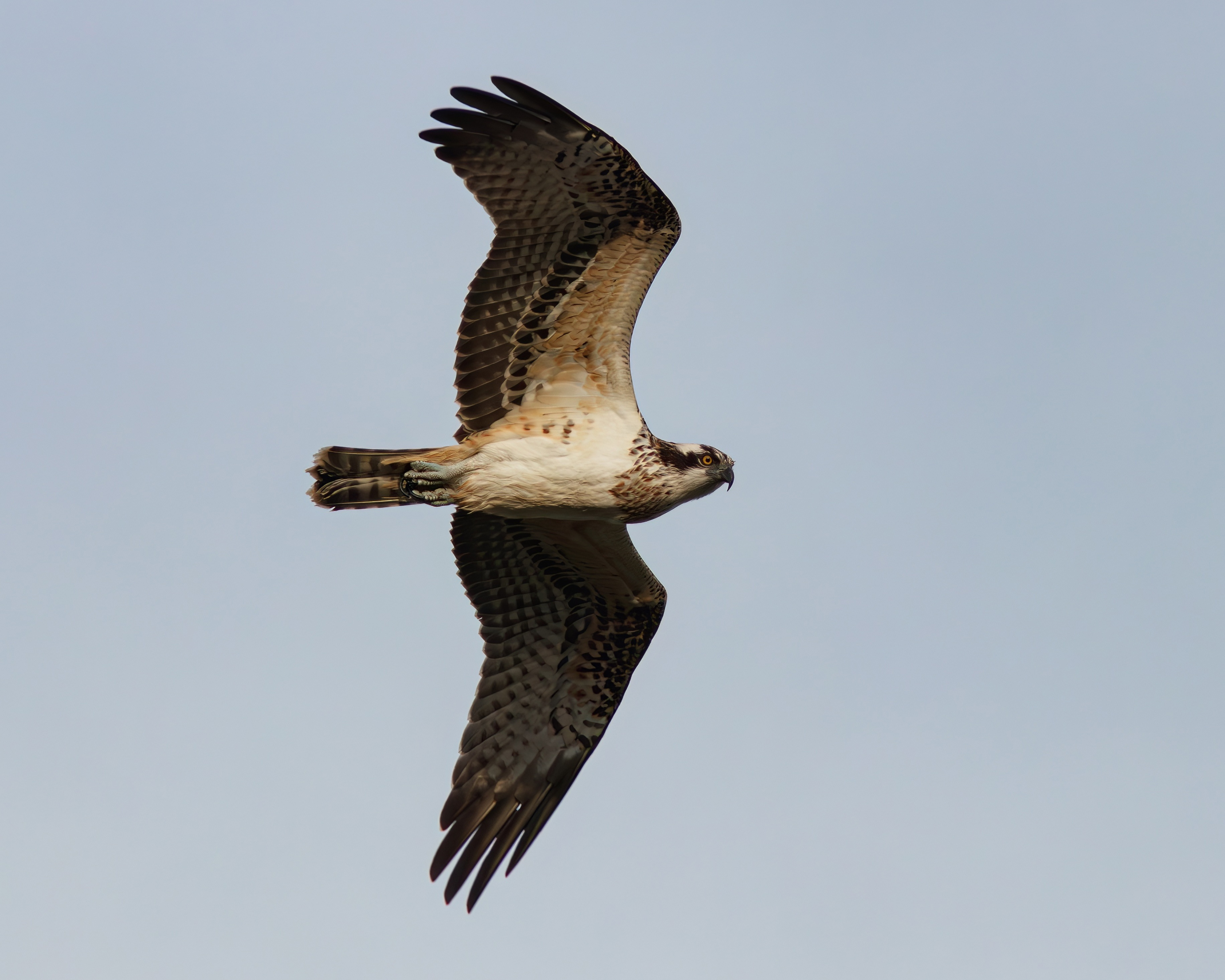 скопа, pandion haliaetus, osprey, куршская коса, куршский залив, Бондаренко Георгий