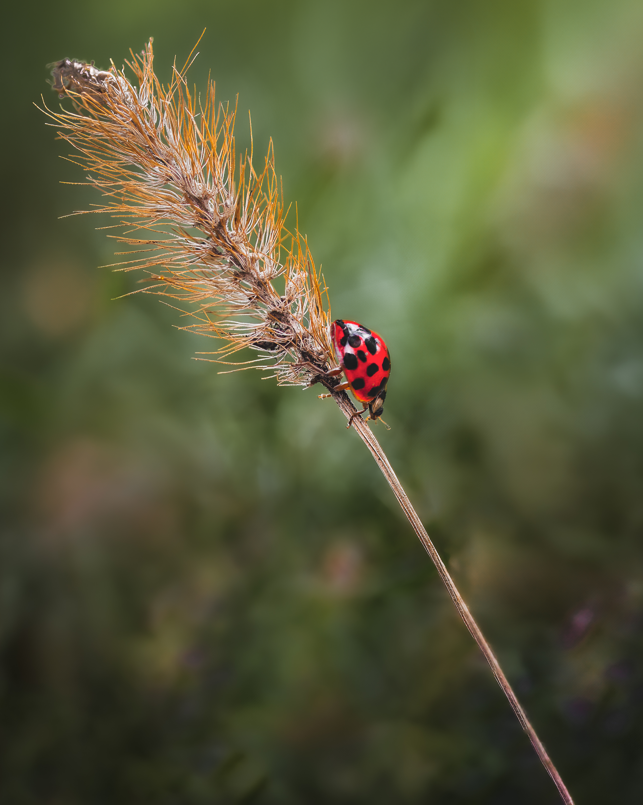 ladybug, beetle, insect, flower, macro, bugs, ladybird,, Atul Saluja