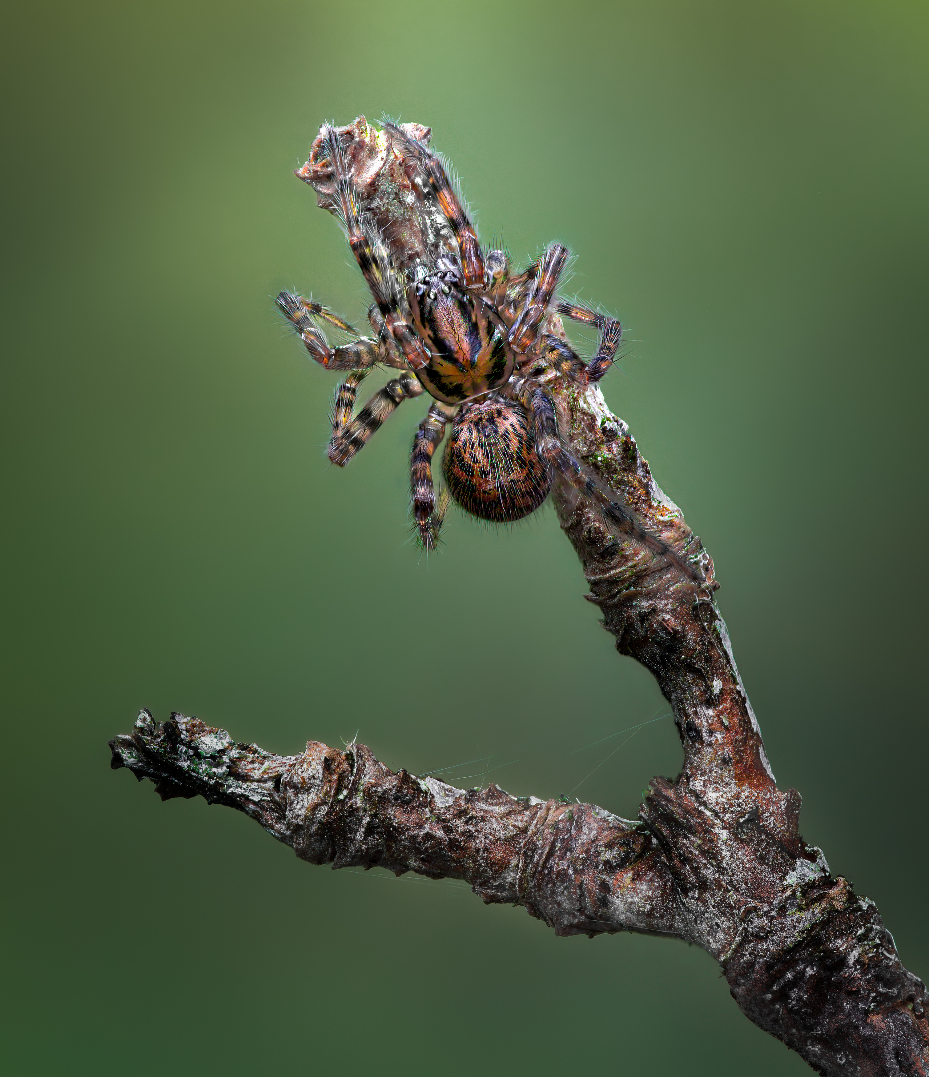 spider, animal, wild, insect, arachnid, leaf, macro,, Atul Saluja