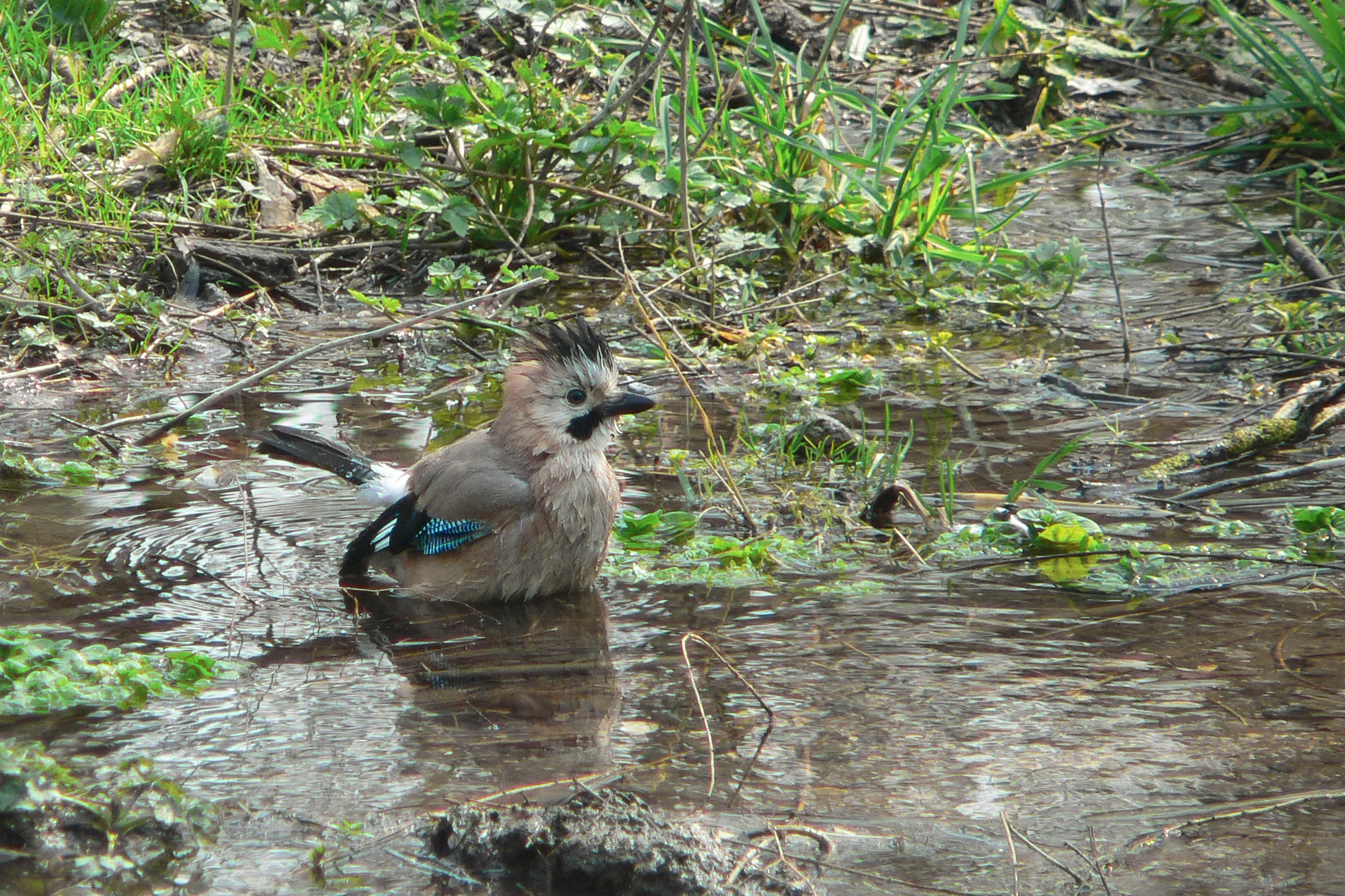 сойка, обыкновенная сойка, кареза, garrulus glandarius, КарОл