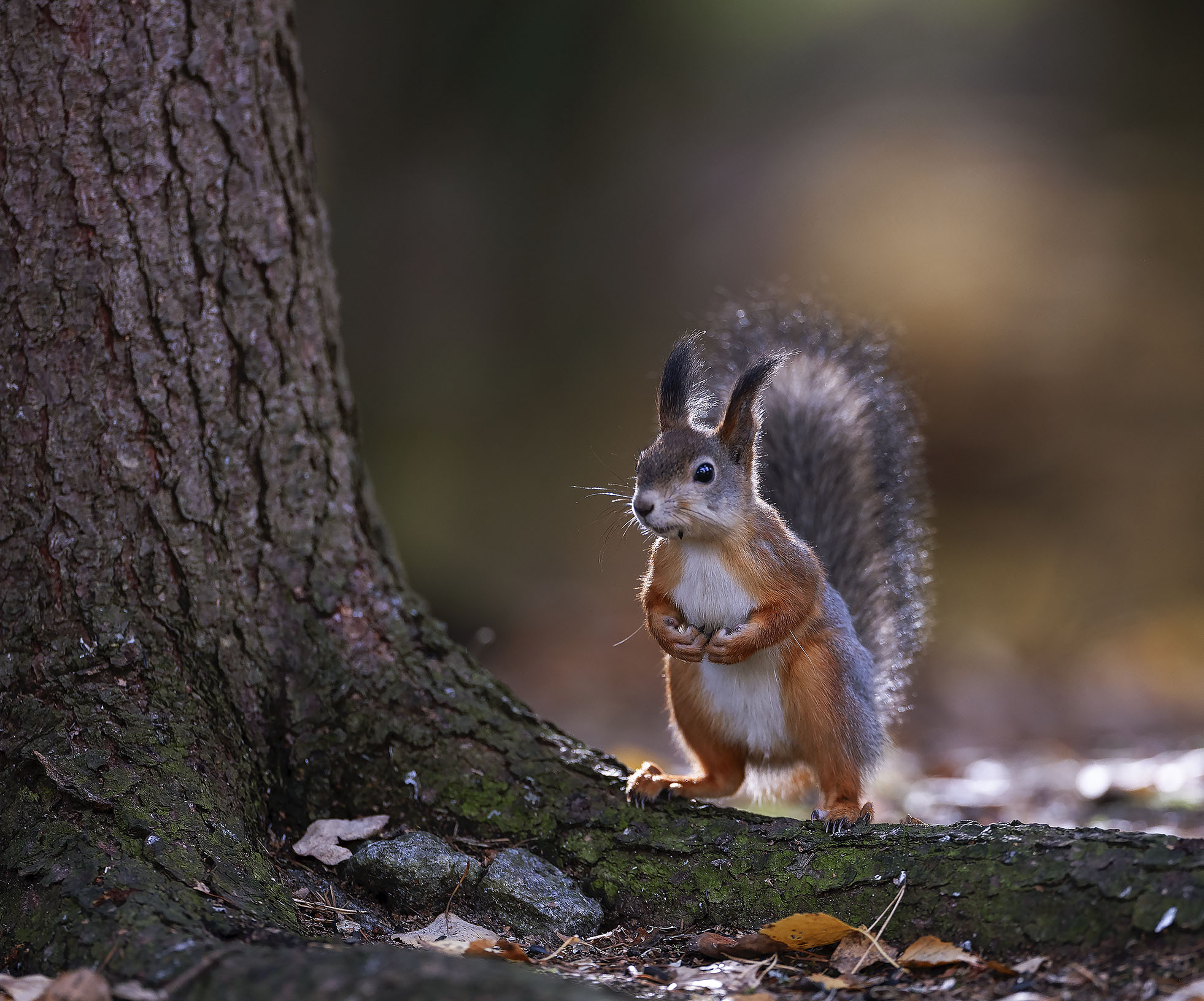 белка,красотка,лес,природа, squirrel, beautiful, forest, nature, Стукалова Юлия