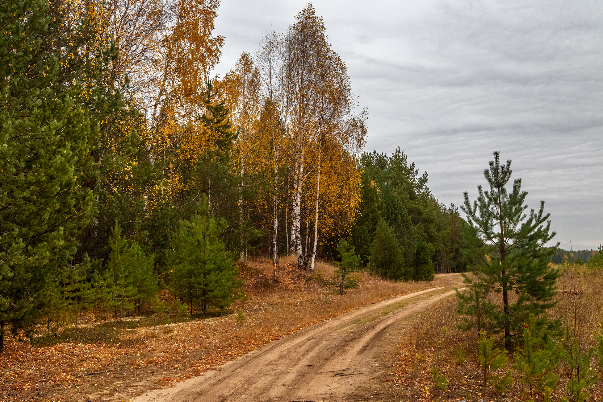 дорога, лес, осень, берёза, сосны, Анкудинов Леонид