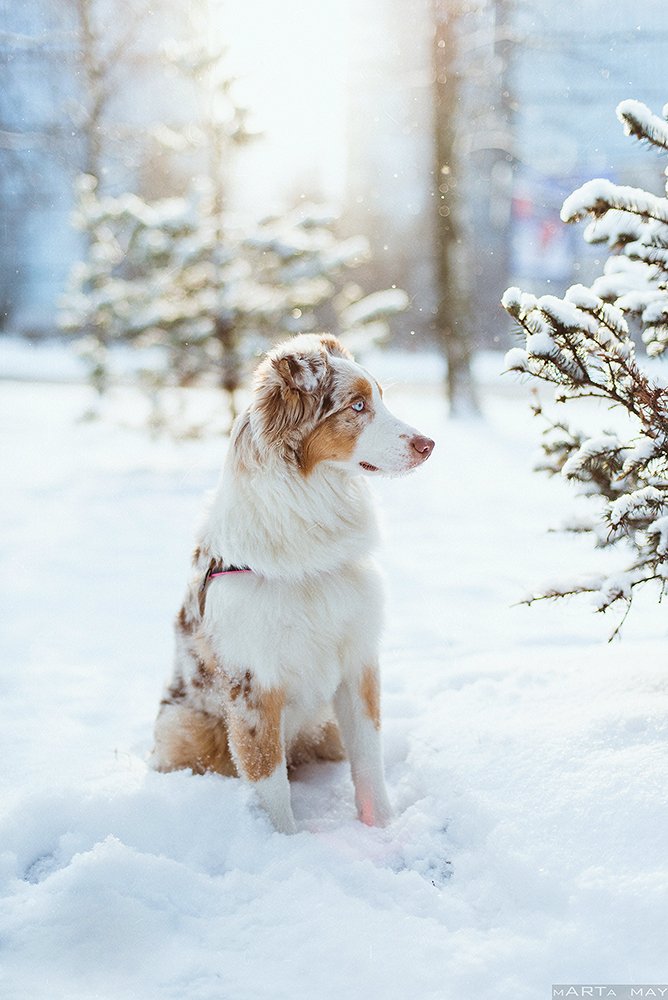 aussie, dog, winter, snow, cute, red merle, Марта Май