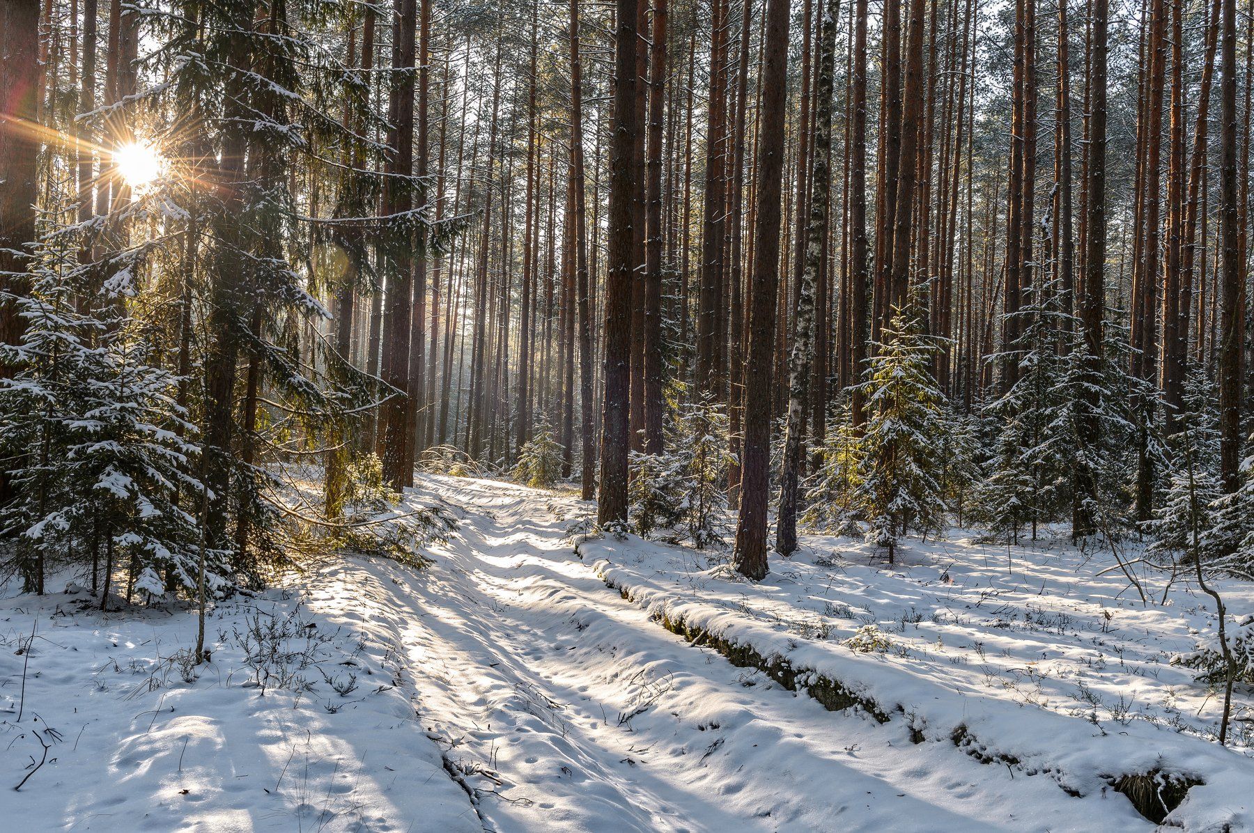 Хвойный солнечный. Зимний Сосновый лес Курск. Зимний хвойный лес. Тропинка в зимнем лесу. Зимний закат в еловом лесу.