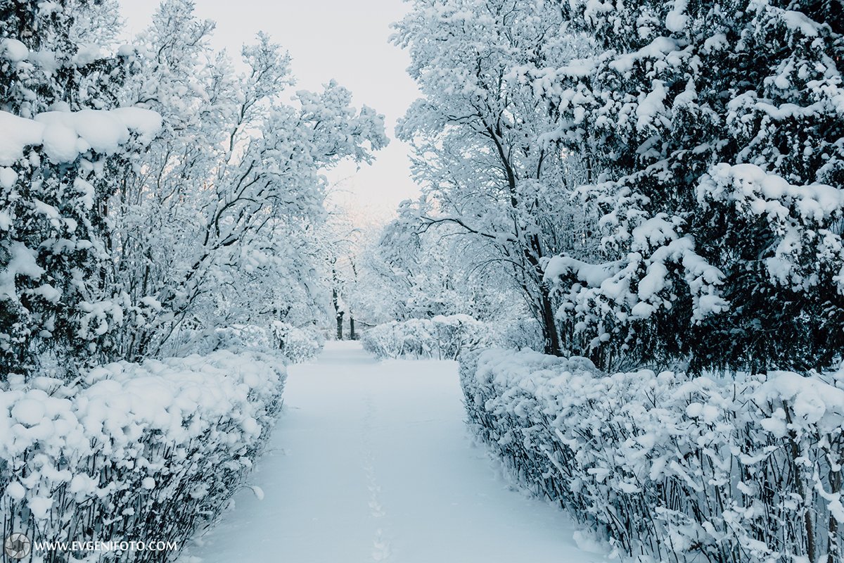 пейзаж,зима,природа,мороз,снег, Евгений