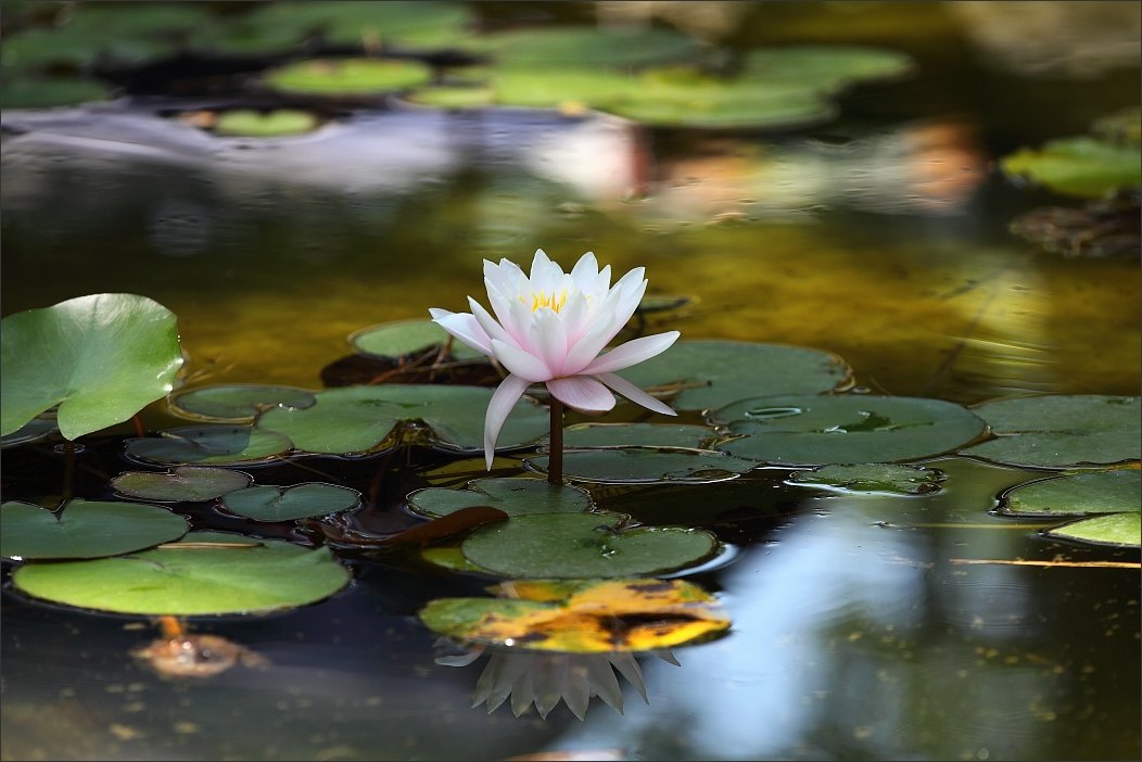 Water Lily, Кувшинка, Сергей Фудиненко