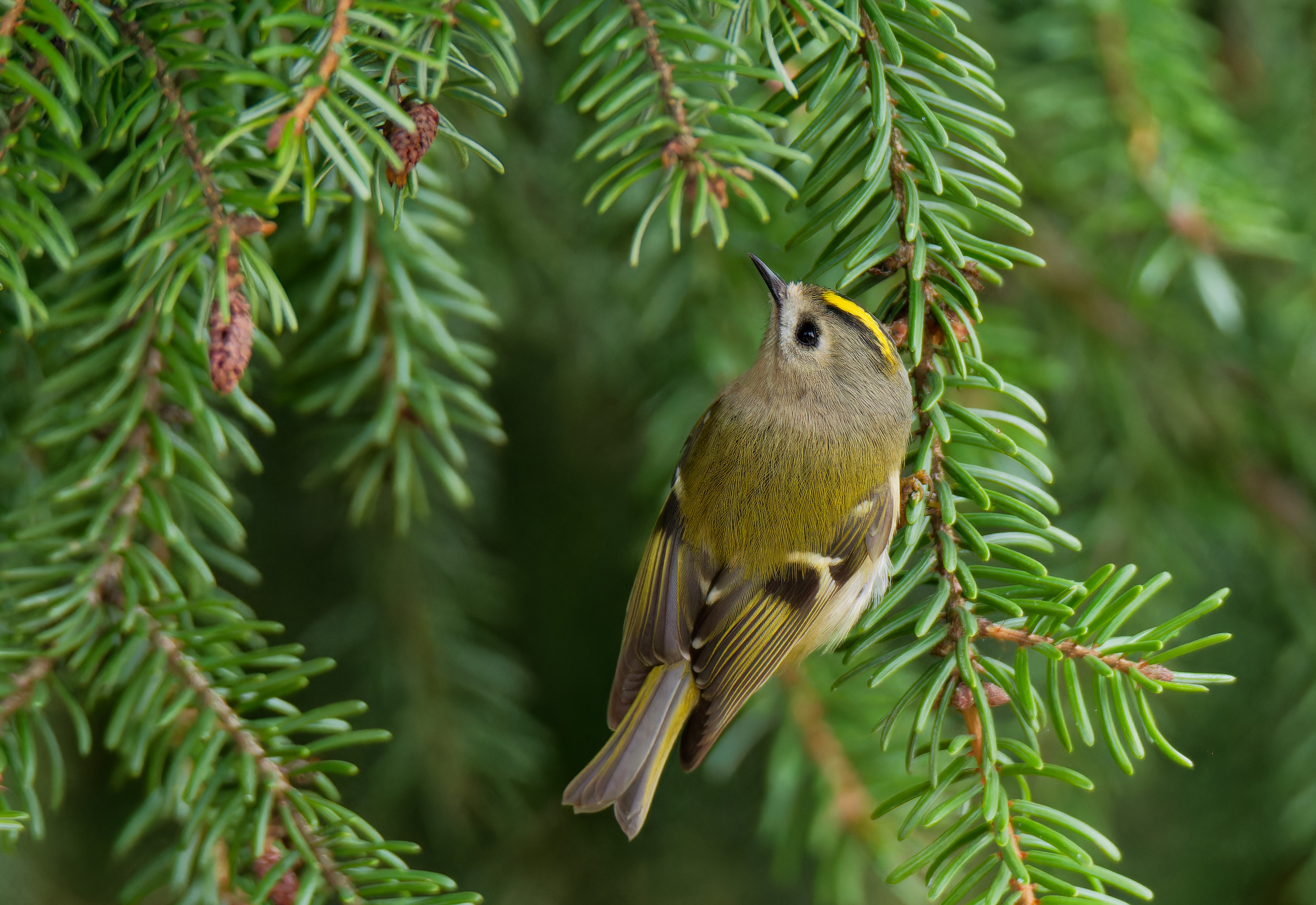 королёк, птицы, природа, дача, фотоохота, birds, nature, birdwatching, regulus, Пётр Калачев