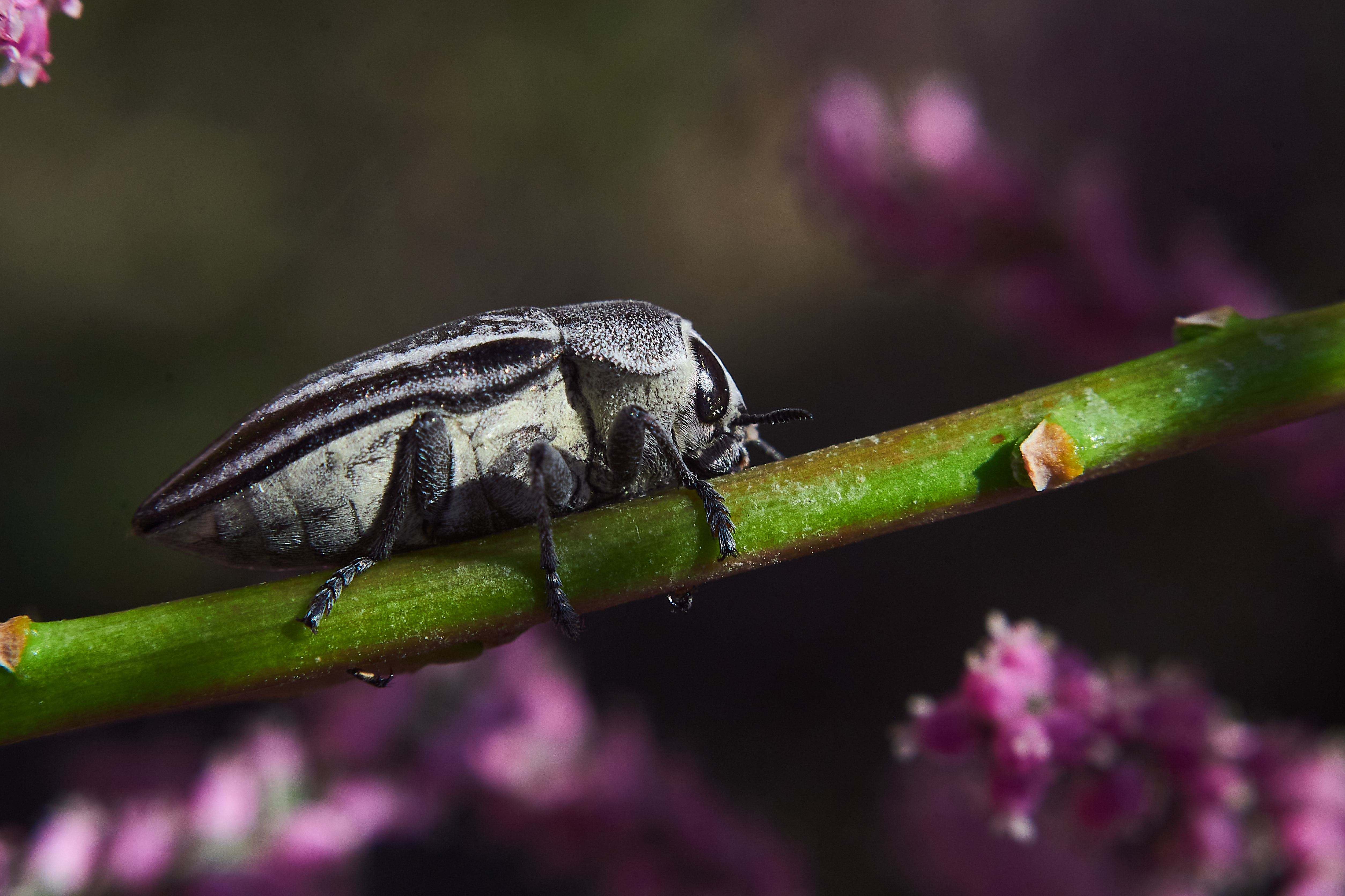 macro, volgograd, russia, wildlife, , Павел Сторчилов