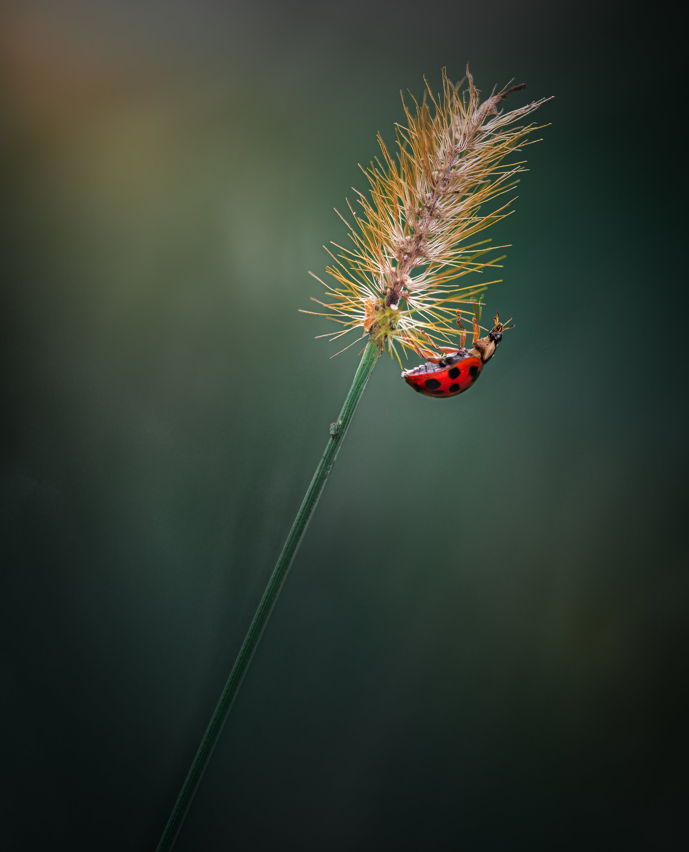 ladybug, beetle, insect, flower, macro, bugs, ladybird,, Atul Saluja