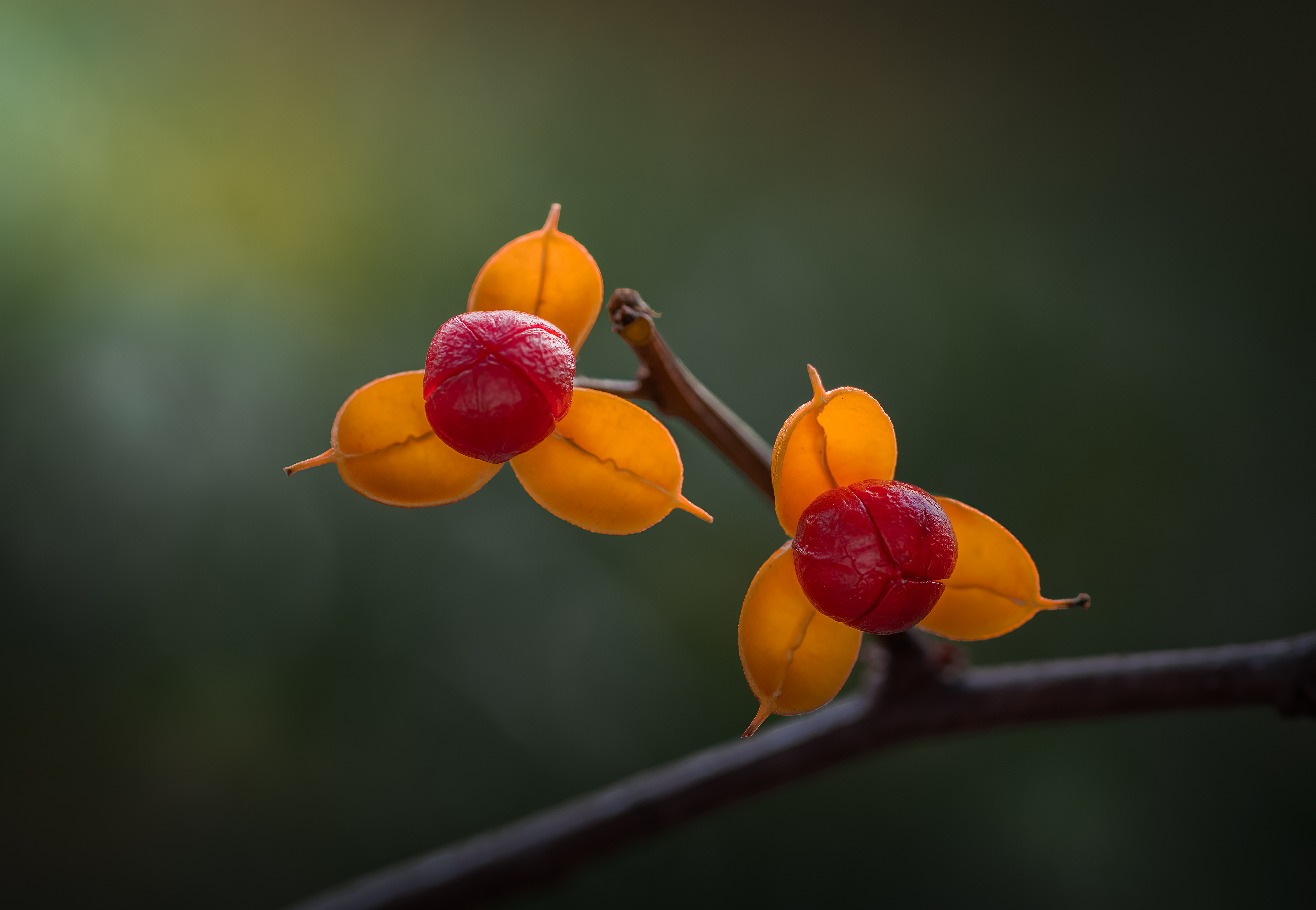 flower, macro, autumn, wild, nature, berries,, Atul Saluja