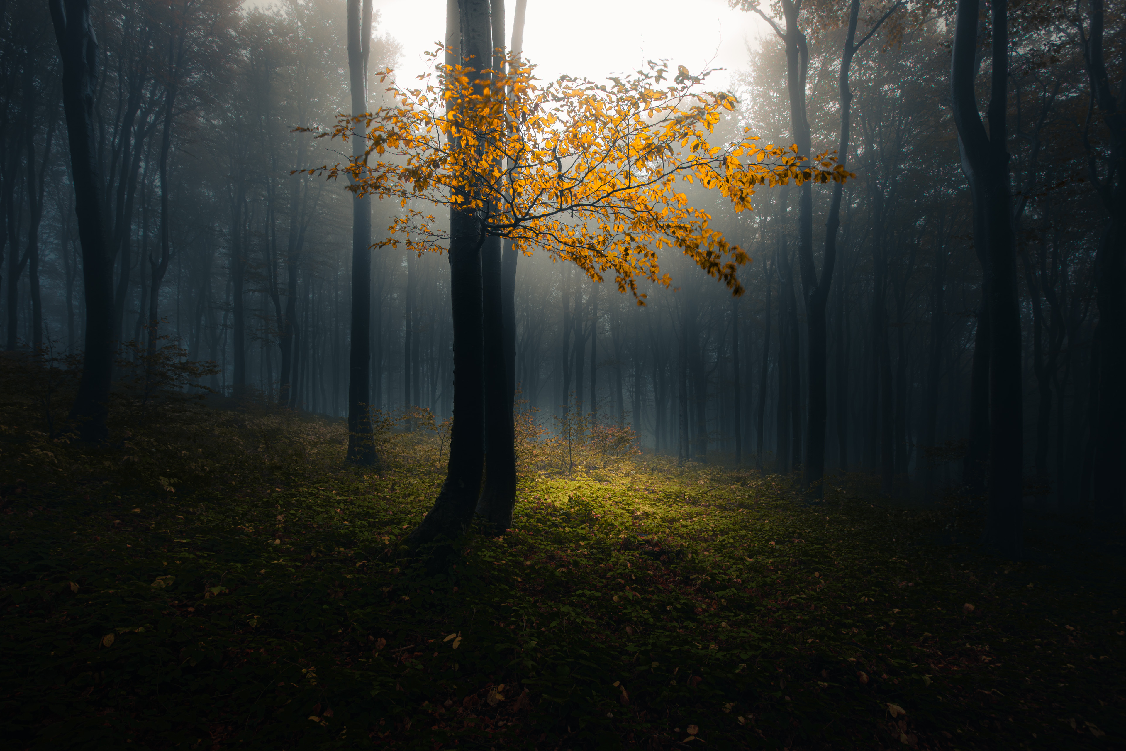 forest, autumn, leaves, tree, sun rays, Пенов Пламен