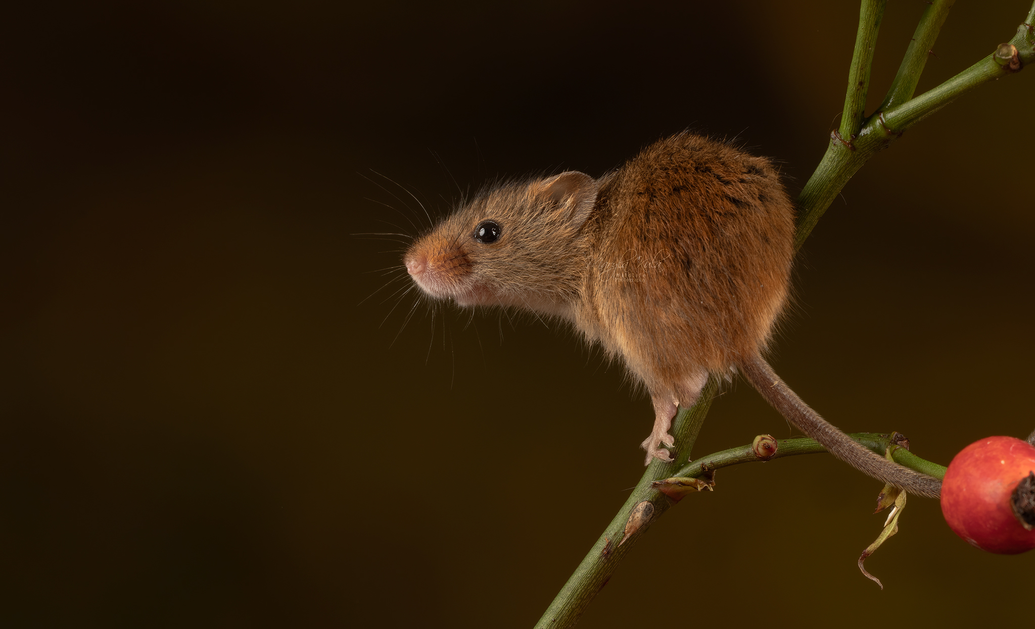 harvest mouse, mouse, rodent, animals, nature, wildlife, canon, MARIA KULA