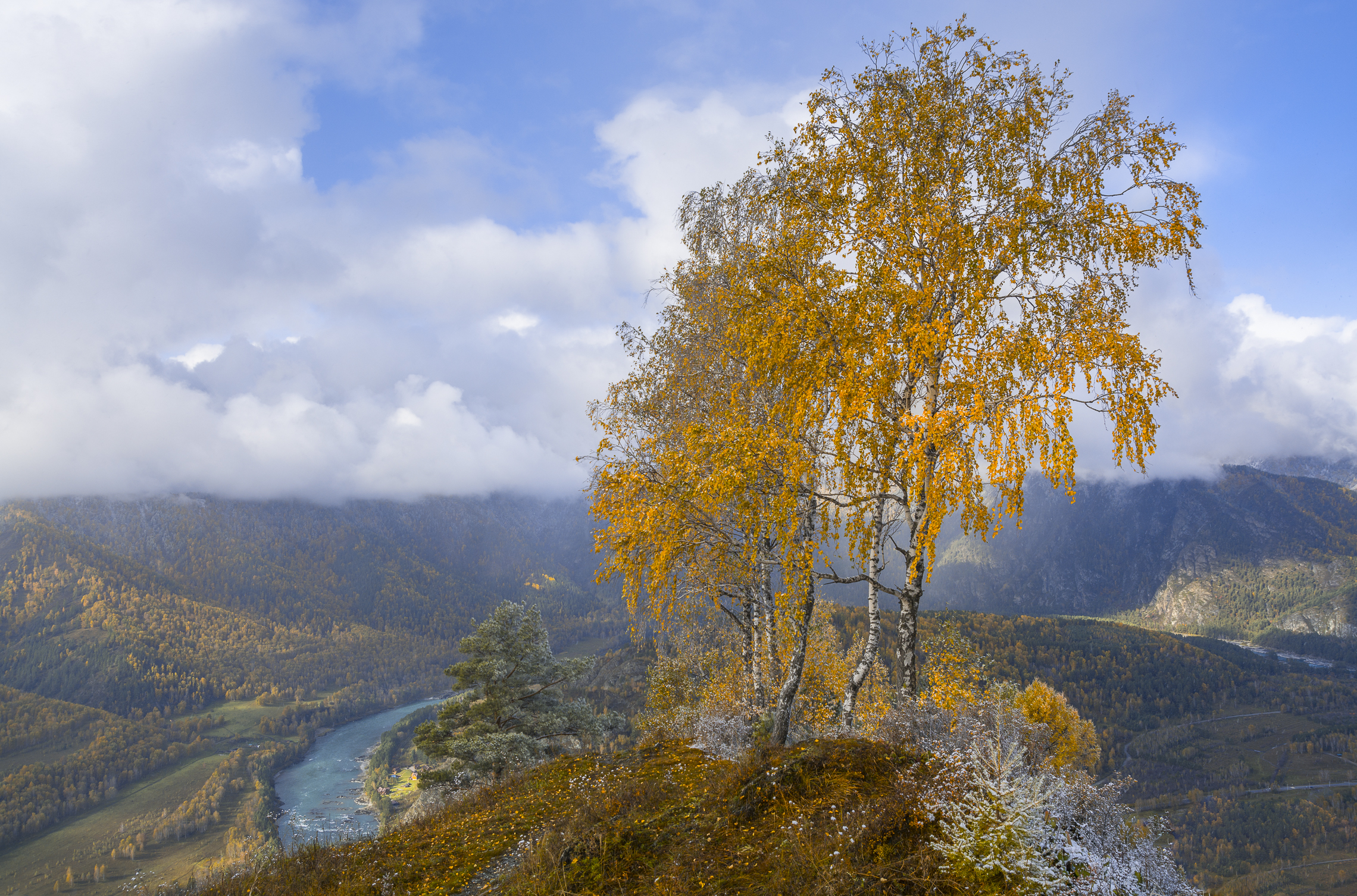 россия, горный алтай, вершина горы, берёзки, осень, Андрей Поляков