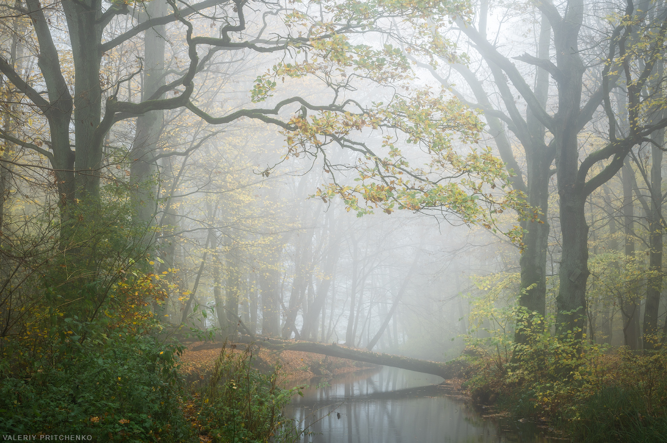 пейзаж, природа, осень, туман, октябрь, autumn, landscape, nature, fog, mist, calm, Валерий Притченко