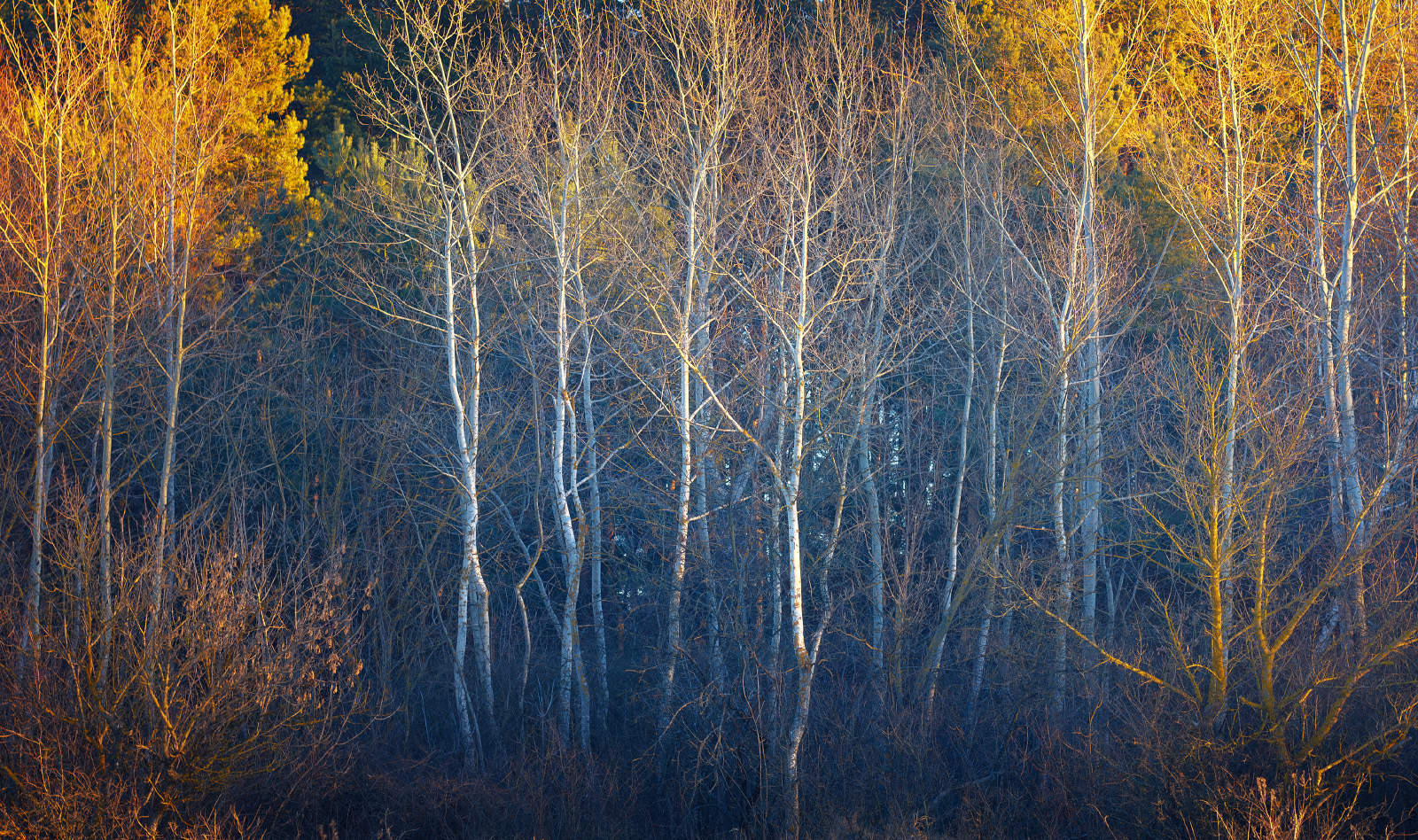 forest, autumn, evening, landscape, Виктор Тулбанов