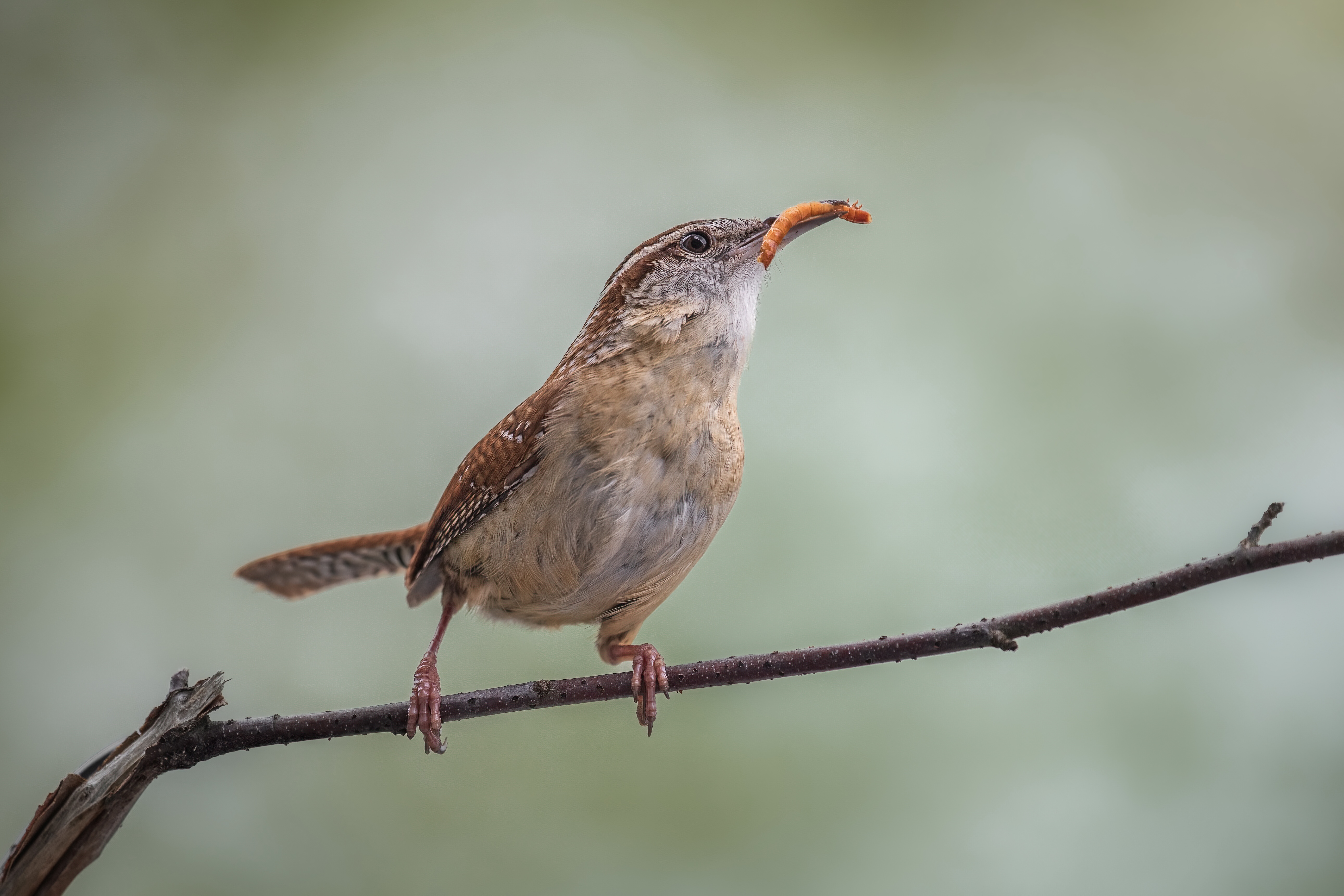 bird, wren, carolina wren, songbird, mockingbird, songbirds, mockingbirds, nature, animals, wild,, Atul Saluja