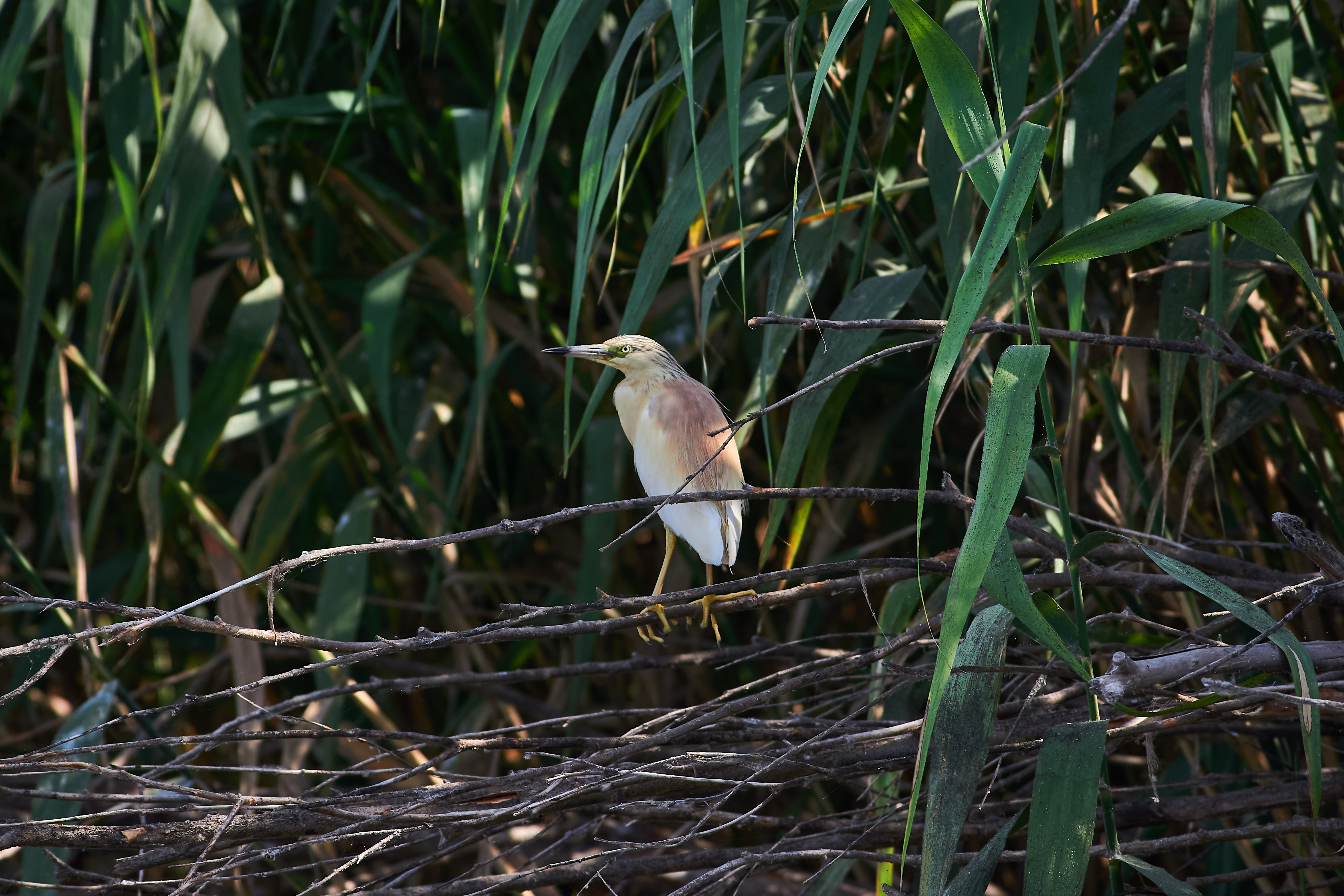 bird, birds, volgograd, russia, wildlife, , Павел Сторчилов