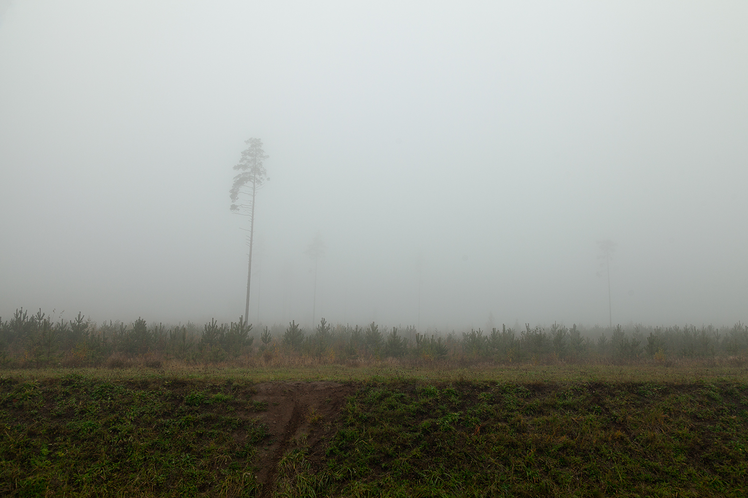 pine, fog, russia, landscape, Медведникова Мария