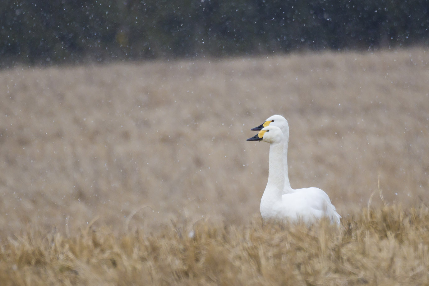 cygnus columbianus bewickii, Larens Sergei