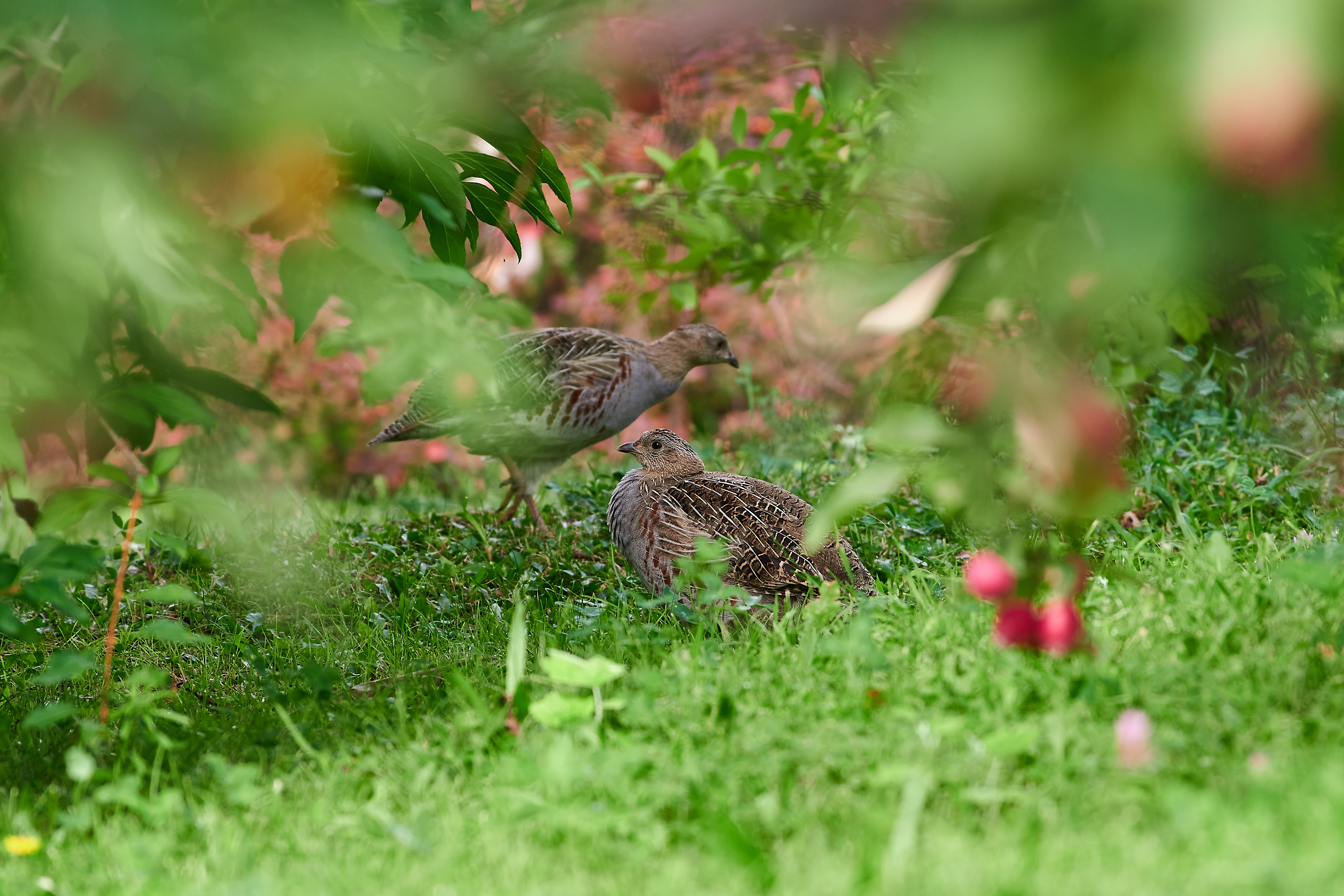 bird, birds, volgograd, russia, wildlife, , Павел Сторчилов