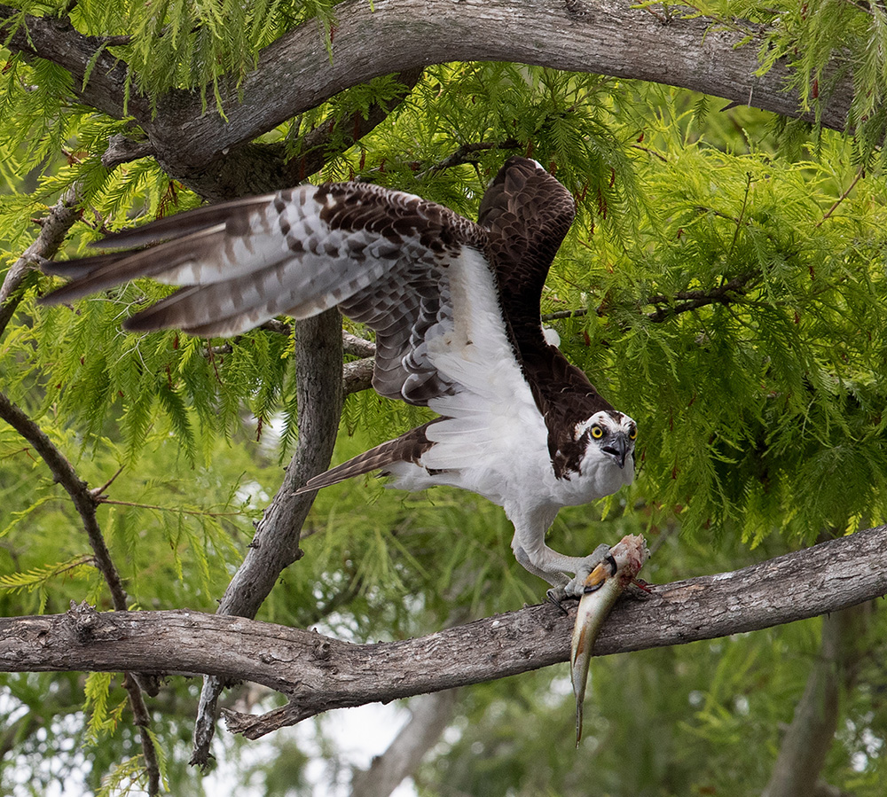 скопа, osprey, florida, флорида, хищные птицы, raptor, wildlife, wild, Etkind Elizabeth