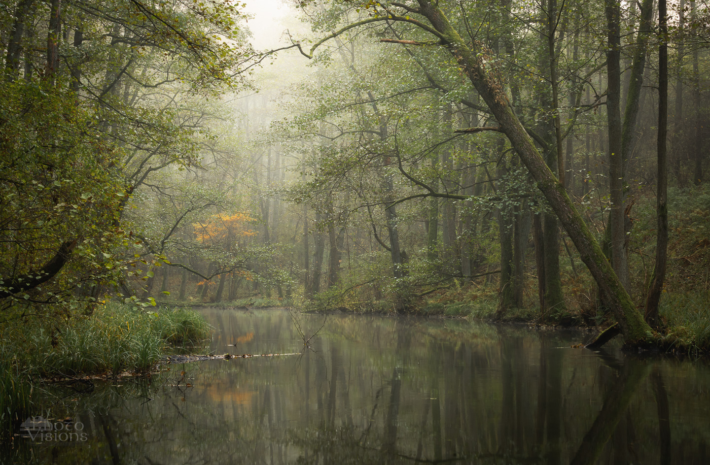 woodland,forest,landscape,river,trees,reflections,fog,autumn,autumnal,, Photo Visions